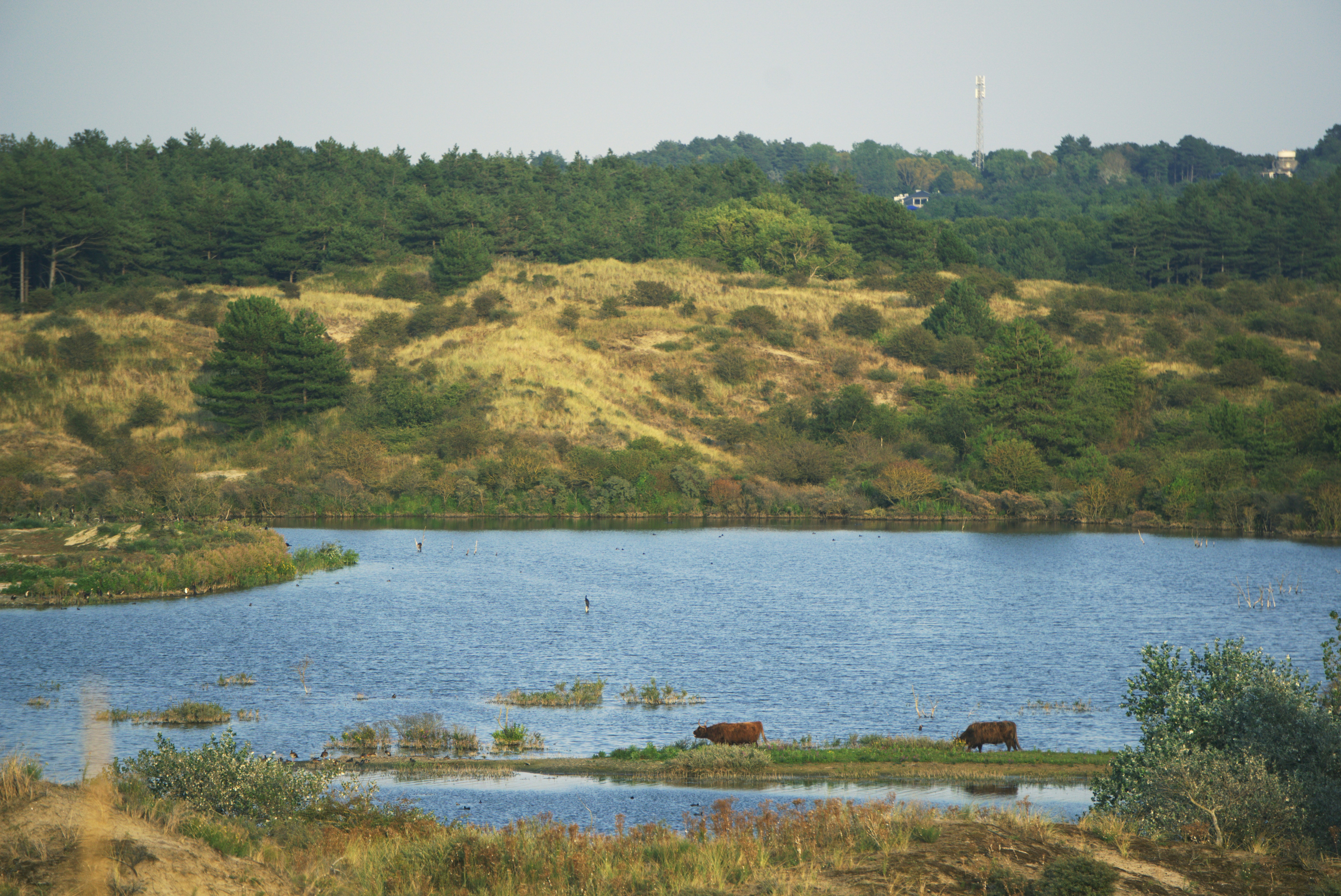 Cows graze by a lake and a grassy hill.