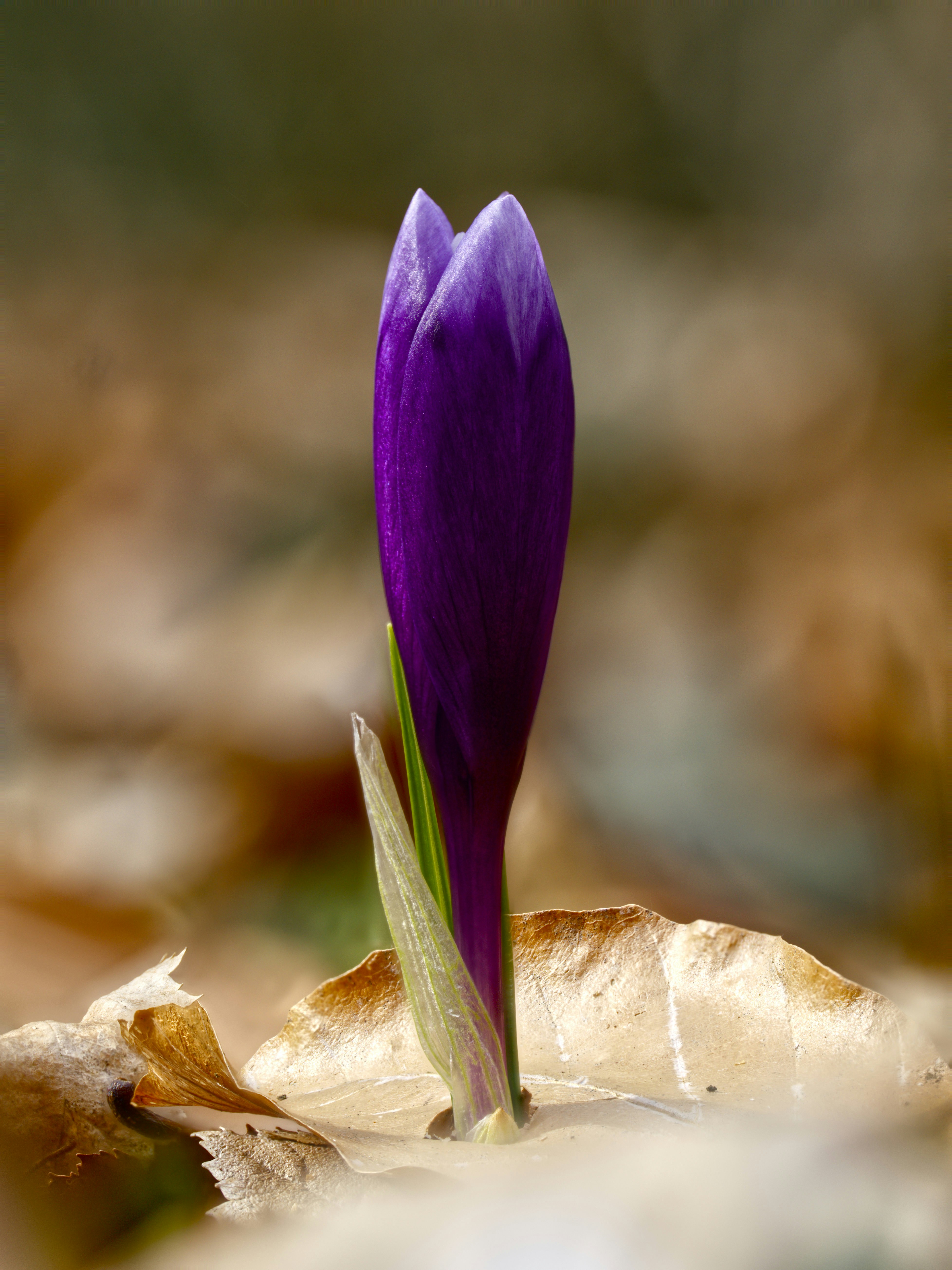 Photo by illes_cristi