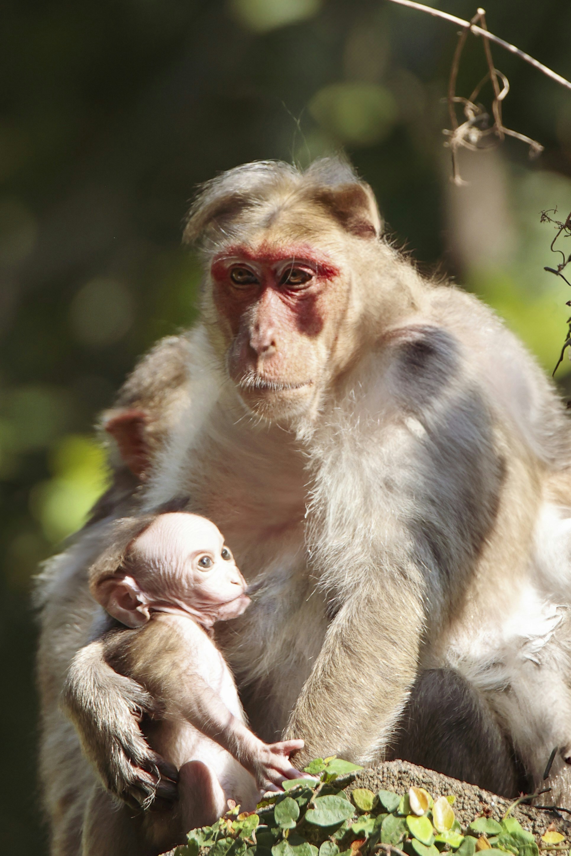 A mother monkey cradles her baby.