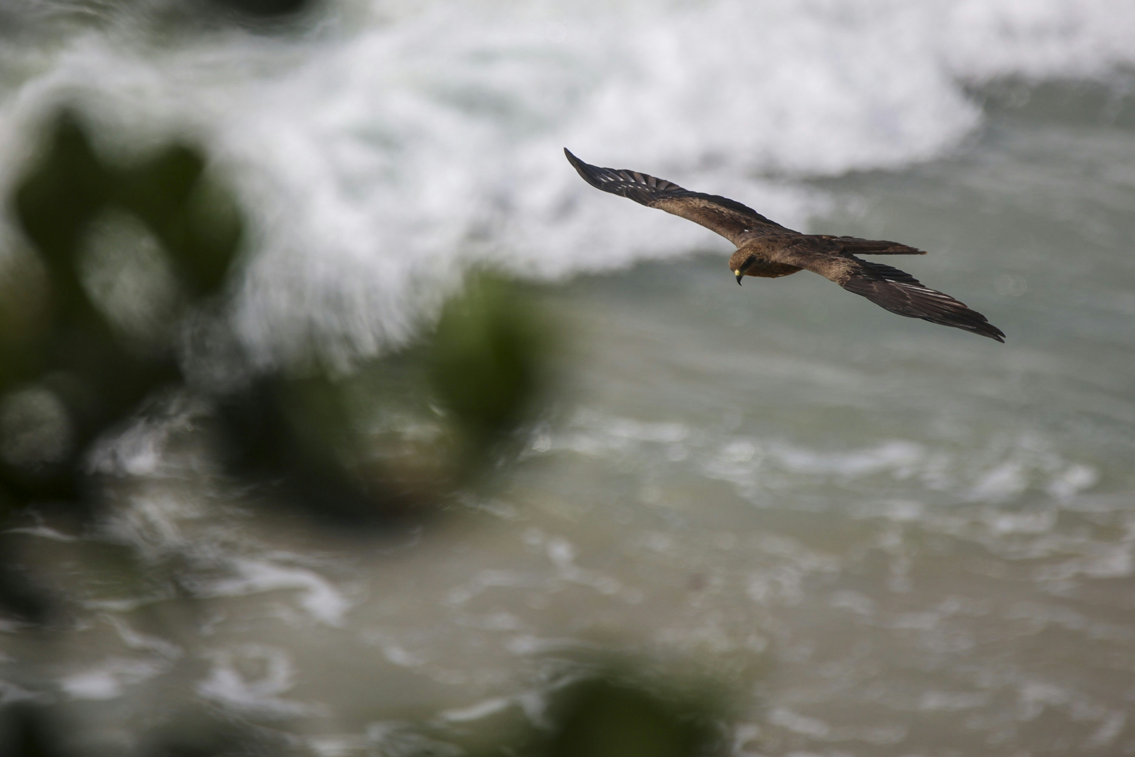 A bird soars above the turbulent ocean waves.