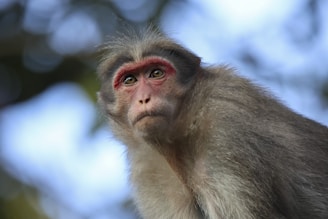 A monkey is looking directly at the viewer.