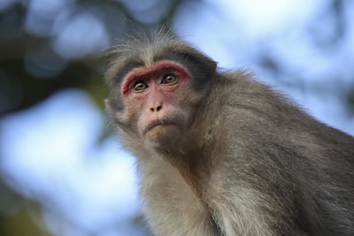 A monkey is looking directly at the viewer.
