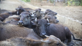 A herd of water buffalo relaxes together.