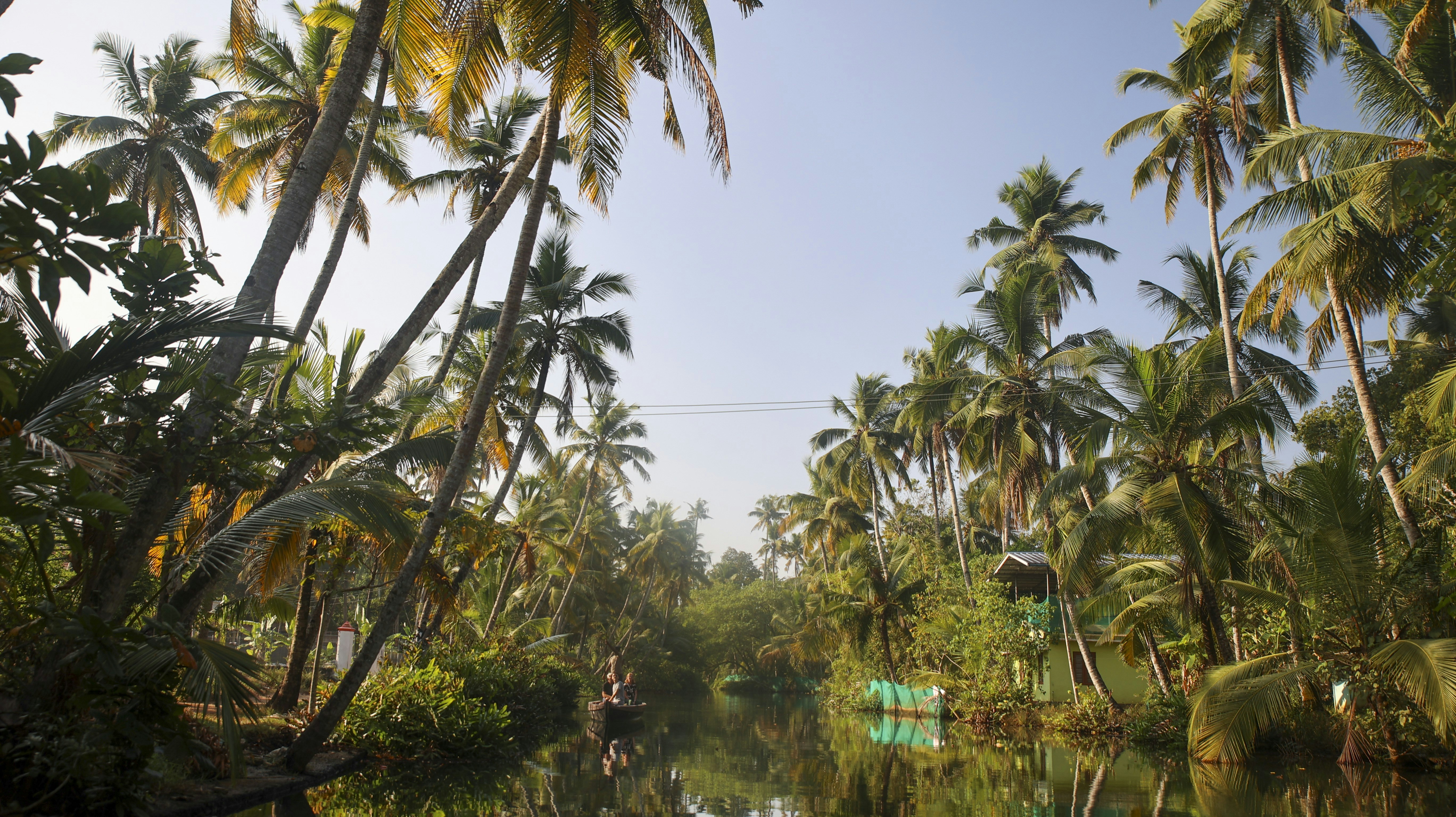 Tropical river scene with palm trees.