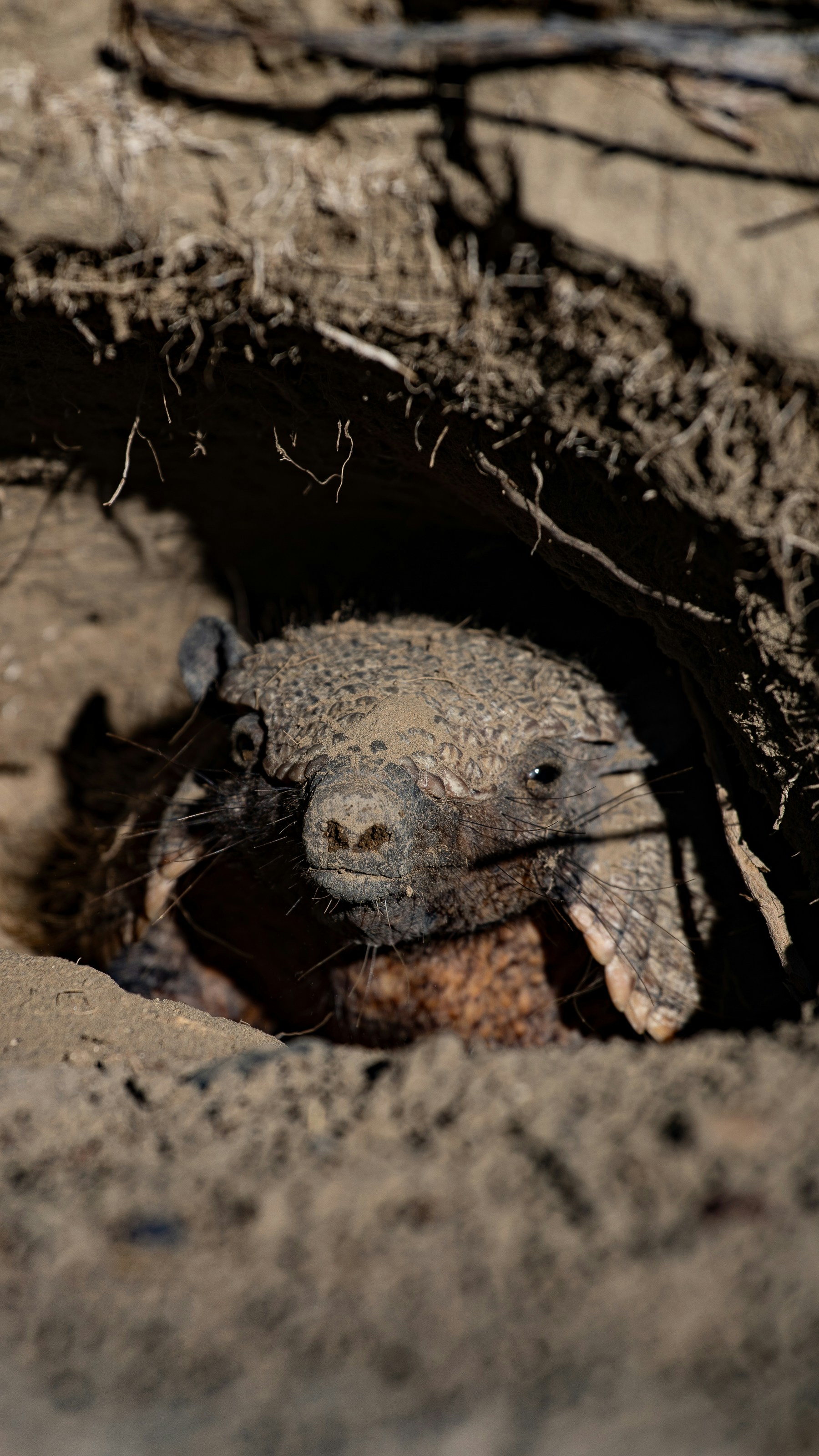 Wombat - The Underground Engineer (image credits: unsplash)