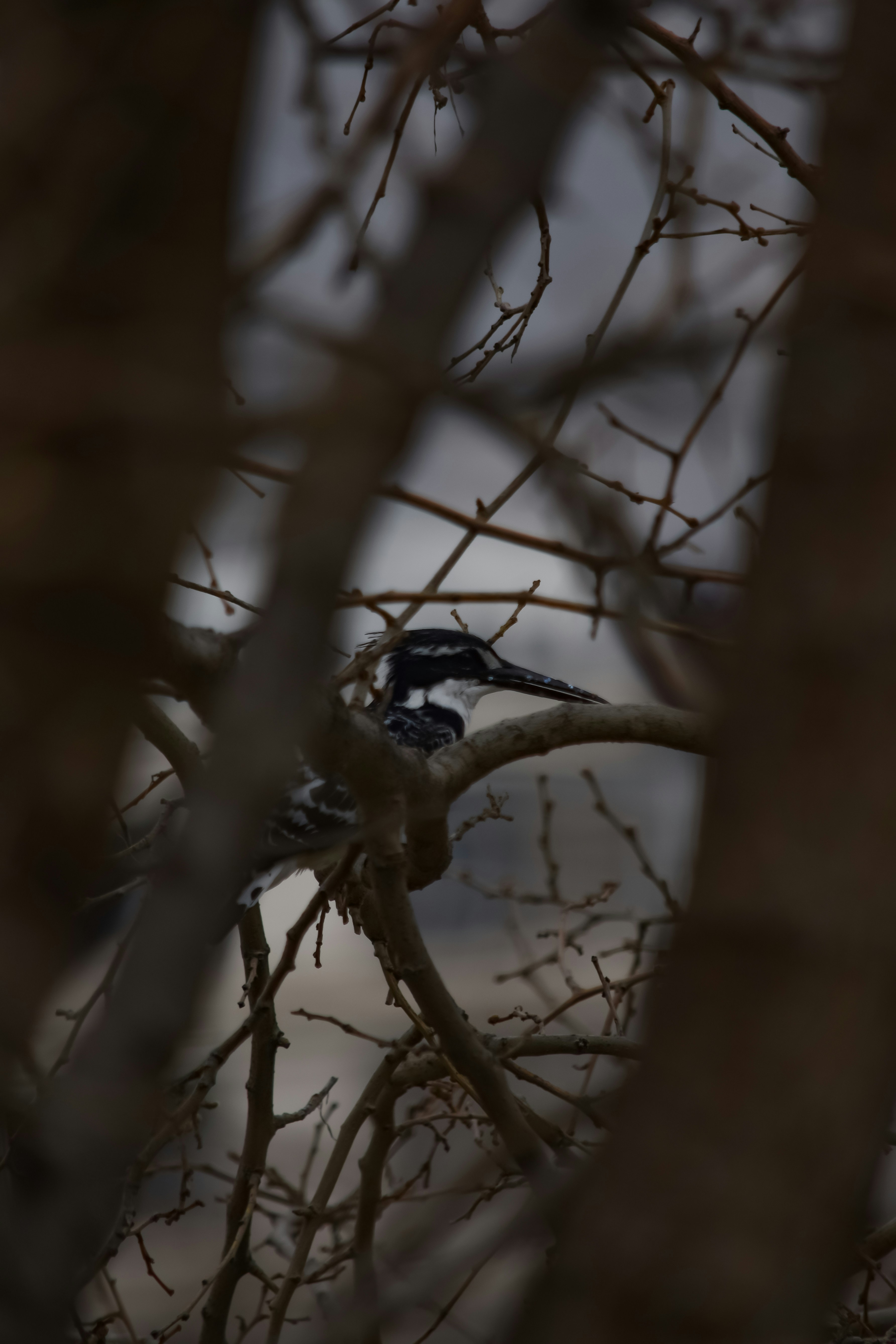 Um martim-pescador empoleira-se em um galho de árvore.