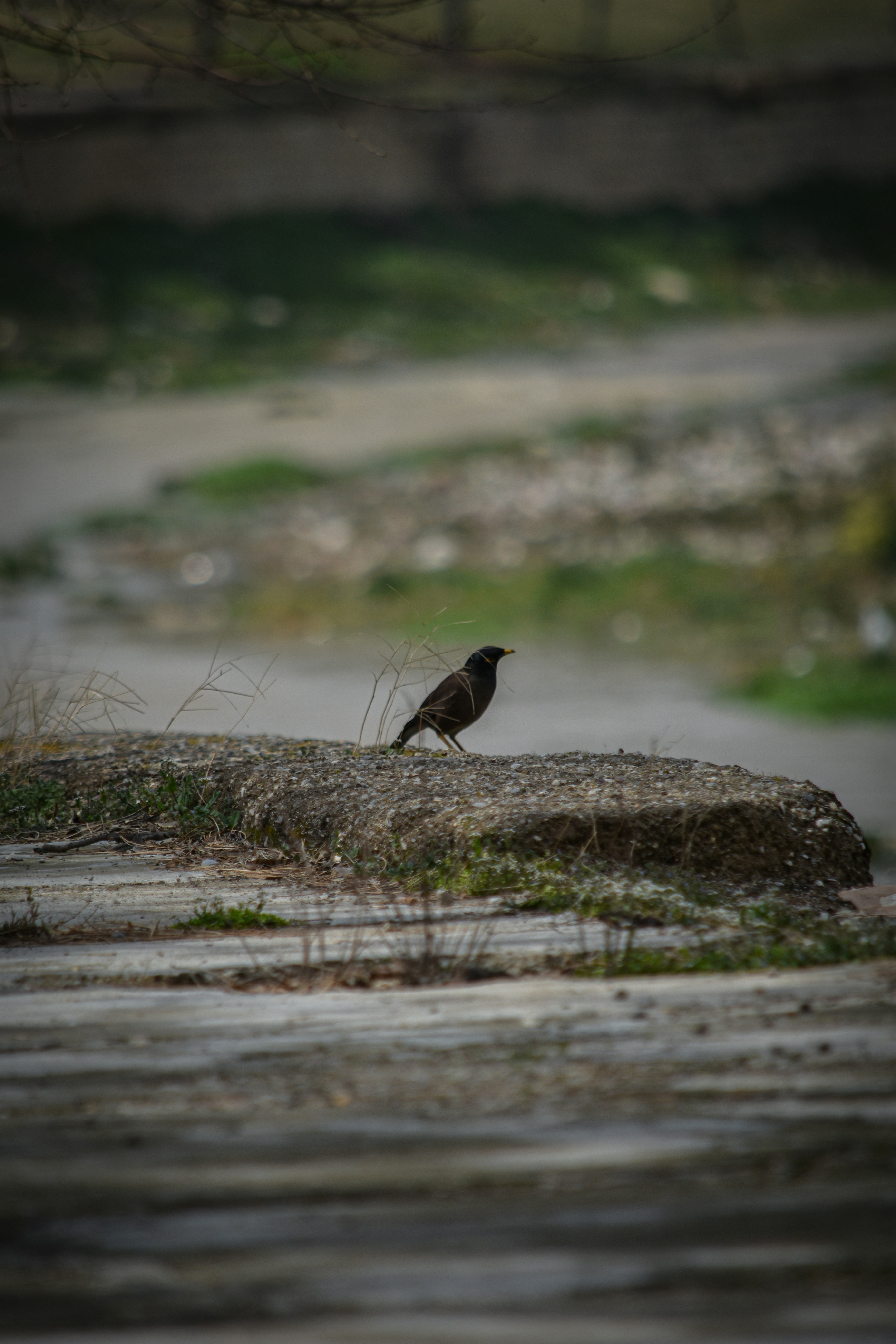 Um pássaro está em uma laje de concreto.