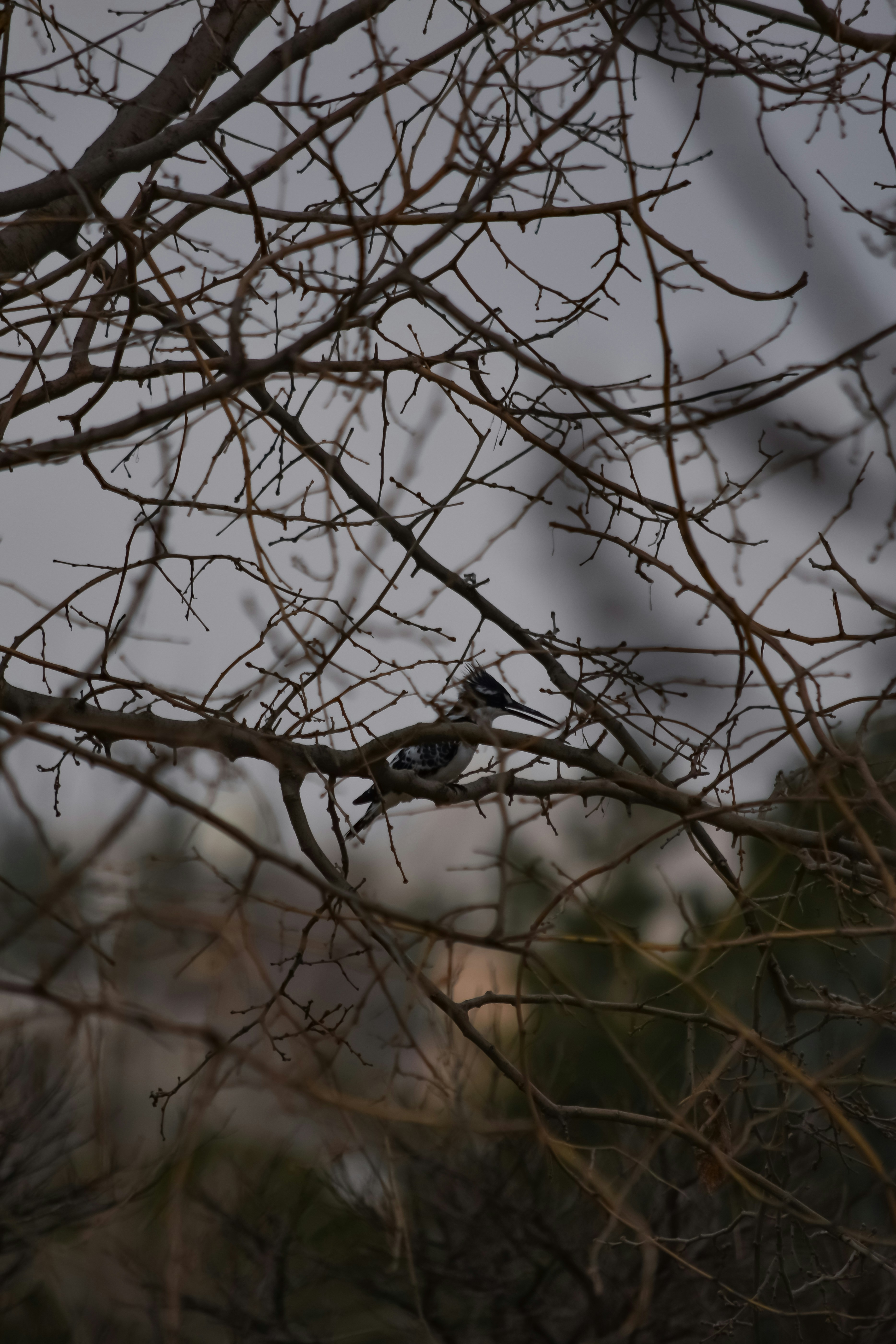 Um pássaro pousa em uma árvore nua.
