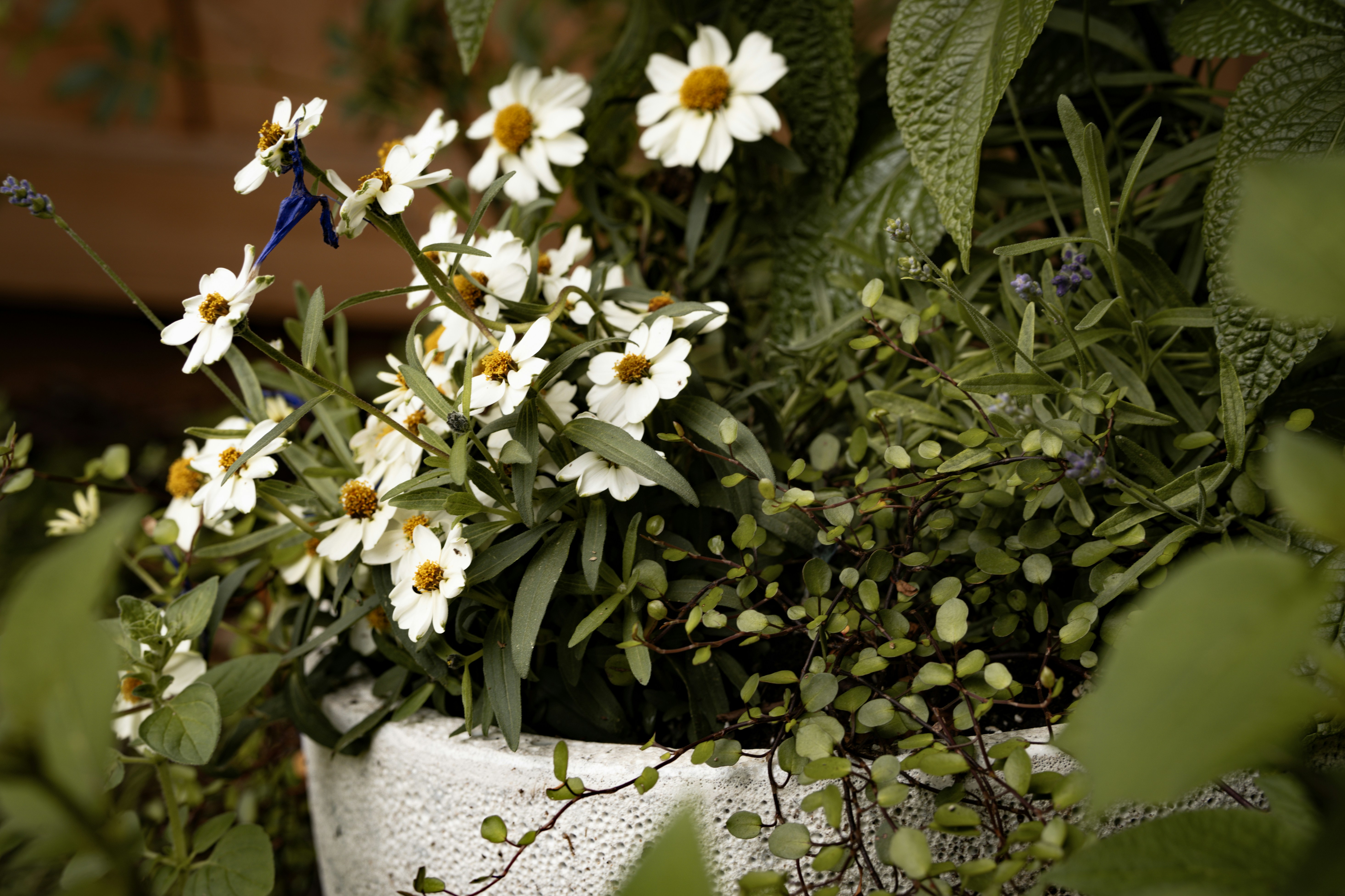 初心者のための寄せ植え完全ガイド｜道具選びから基本まで徹底解説