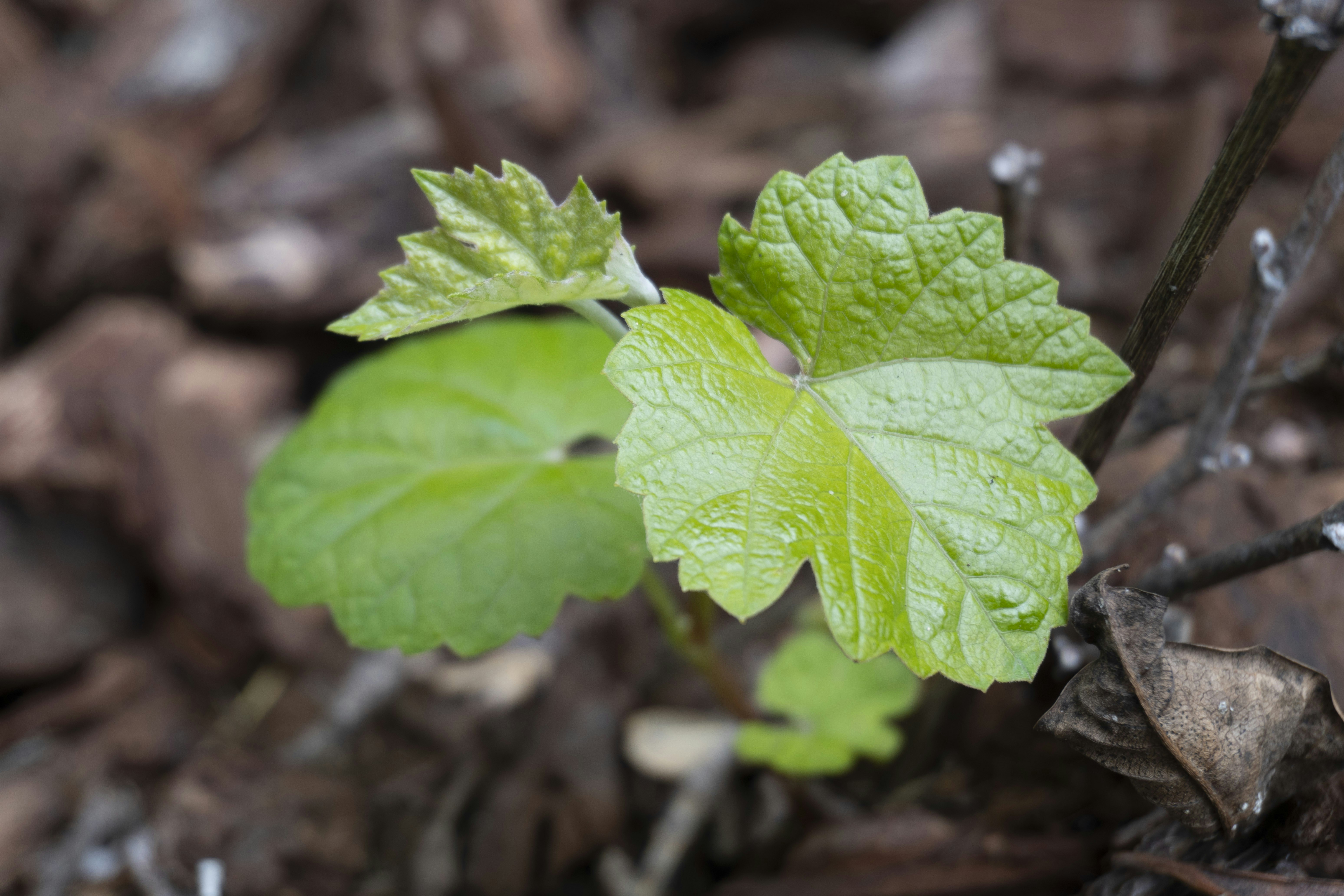 Photo by earthstar111