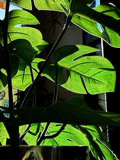 Sunlight shines through a vibrant monstera plant.
