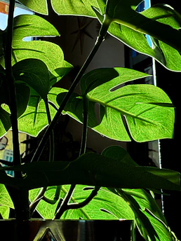 Sunlight shines through a vibrant monstera plant.