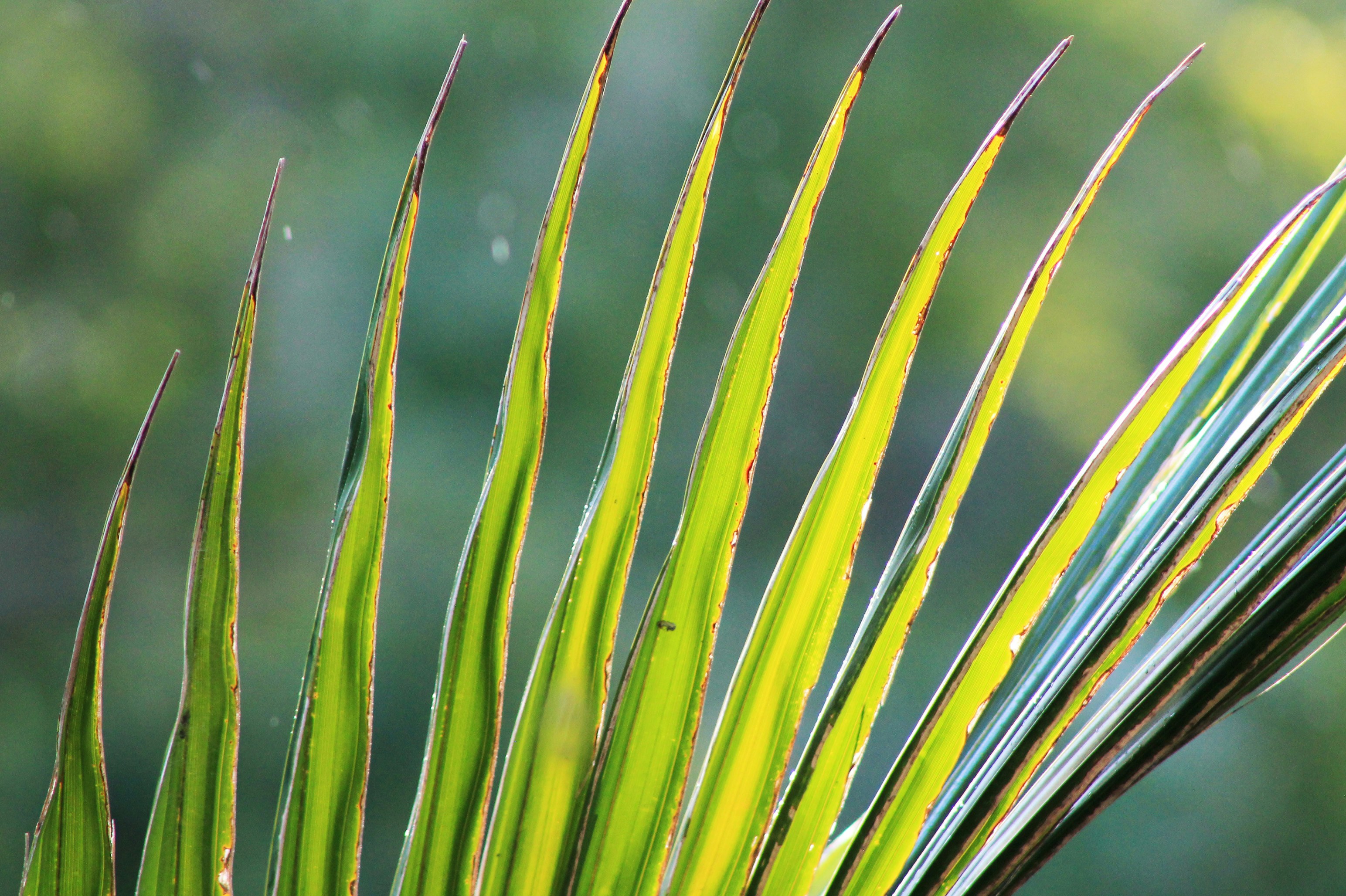 Palm fronds are illuminated by sunlight.