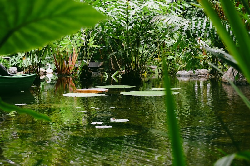 Bassin naturel avec nénuphars et végétation