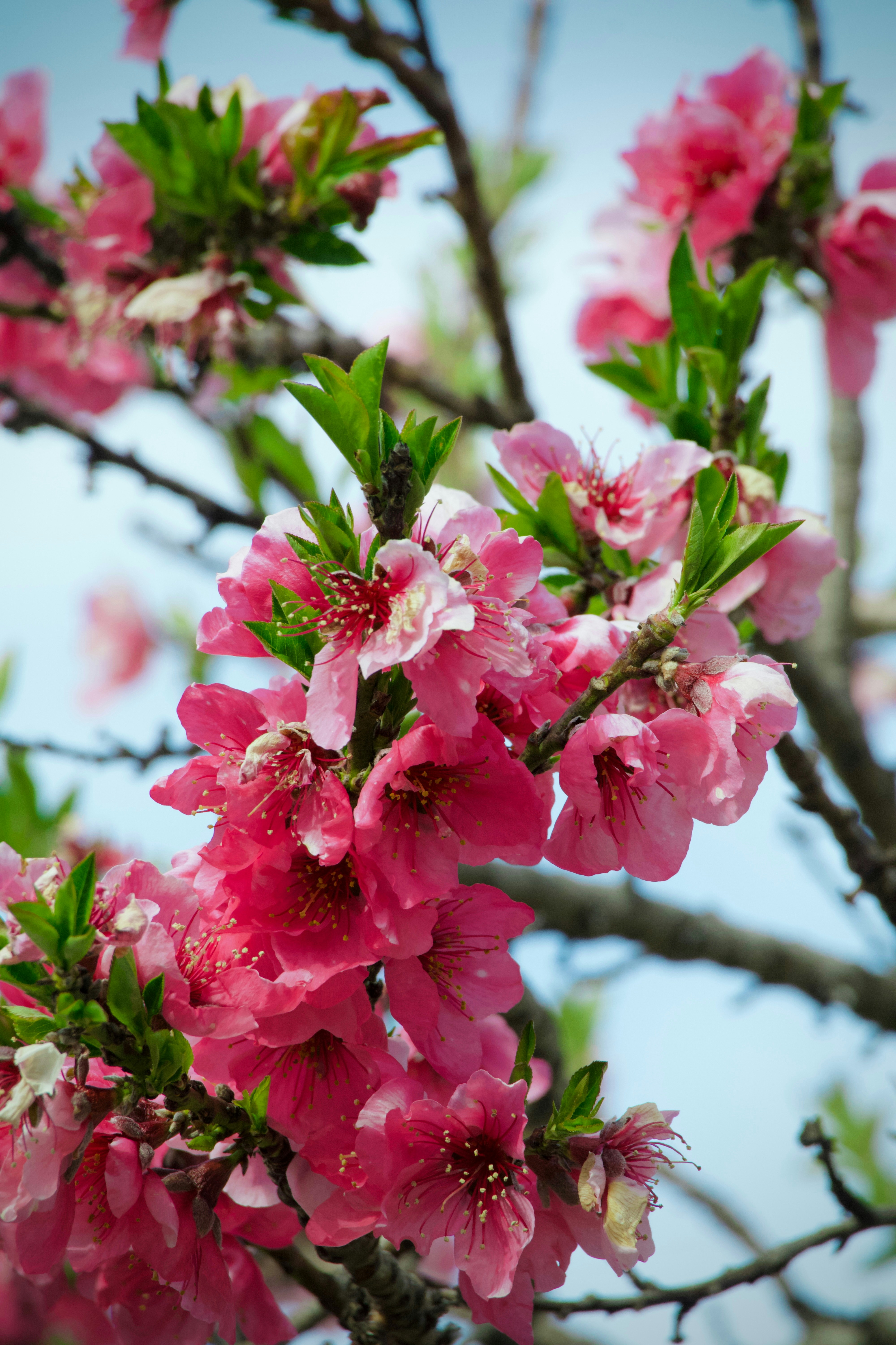 Photo by sarguninder