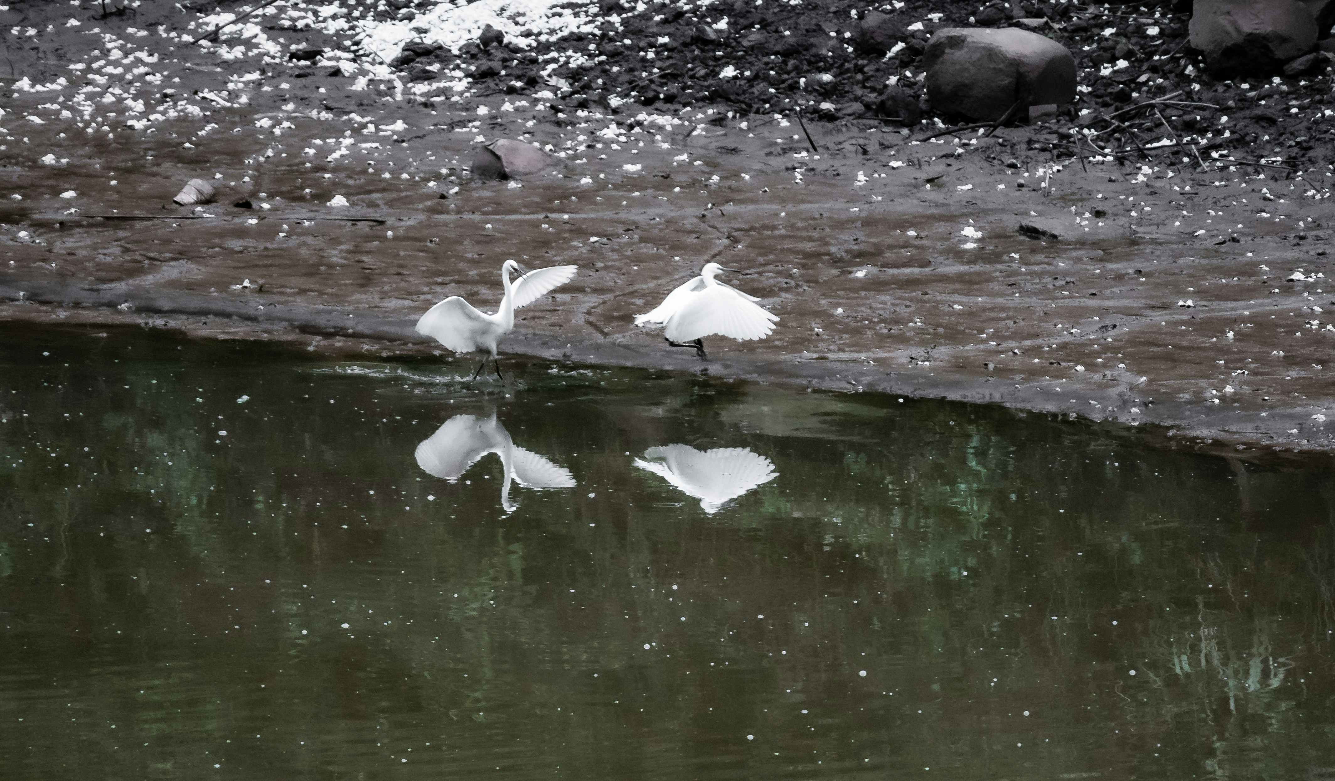 Two white birds stand near reflective water.
