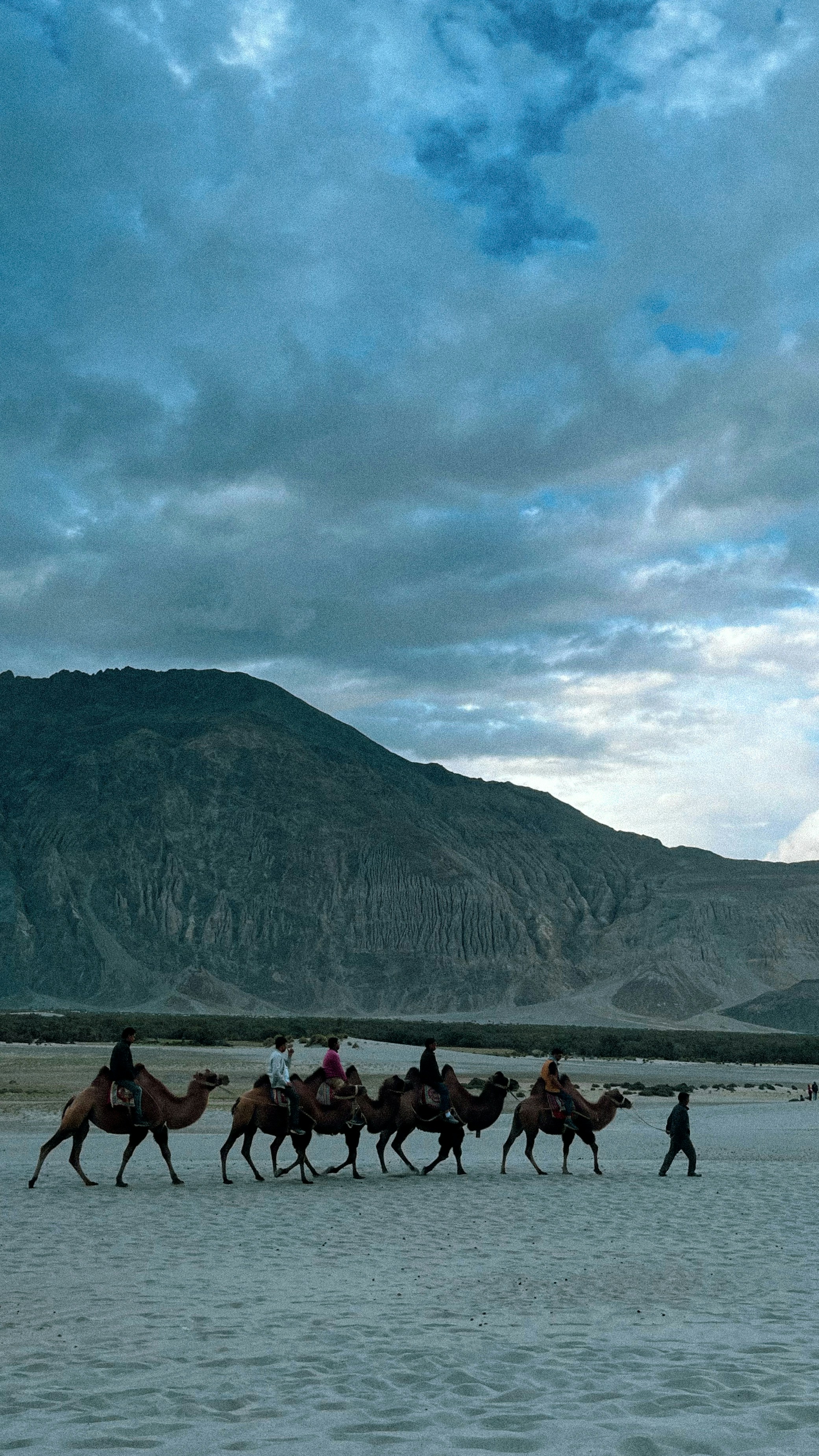 Camels are being ridden across a sandy landscape.