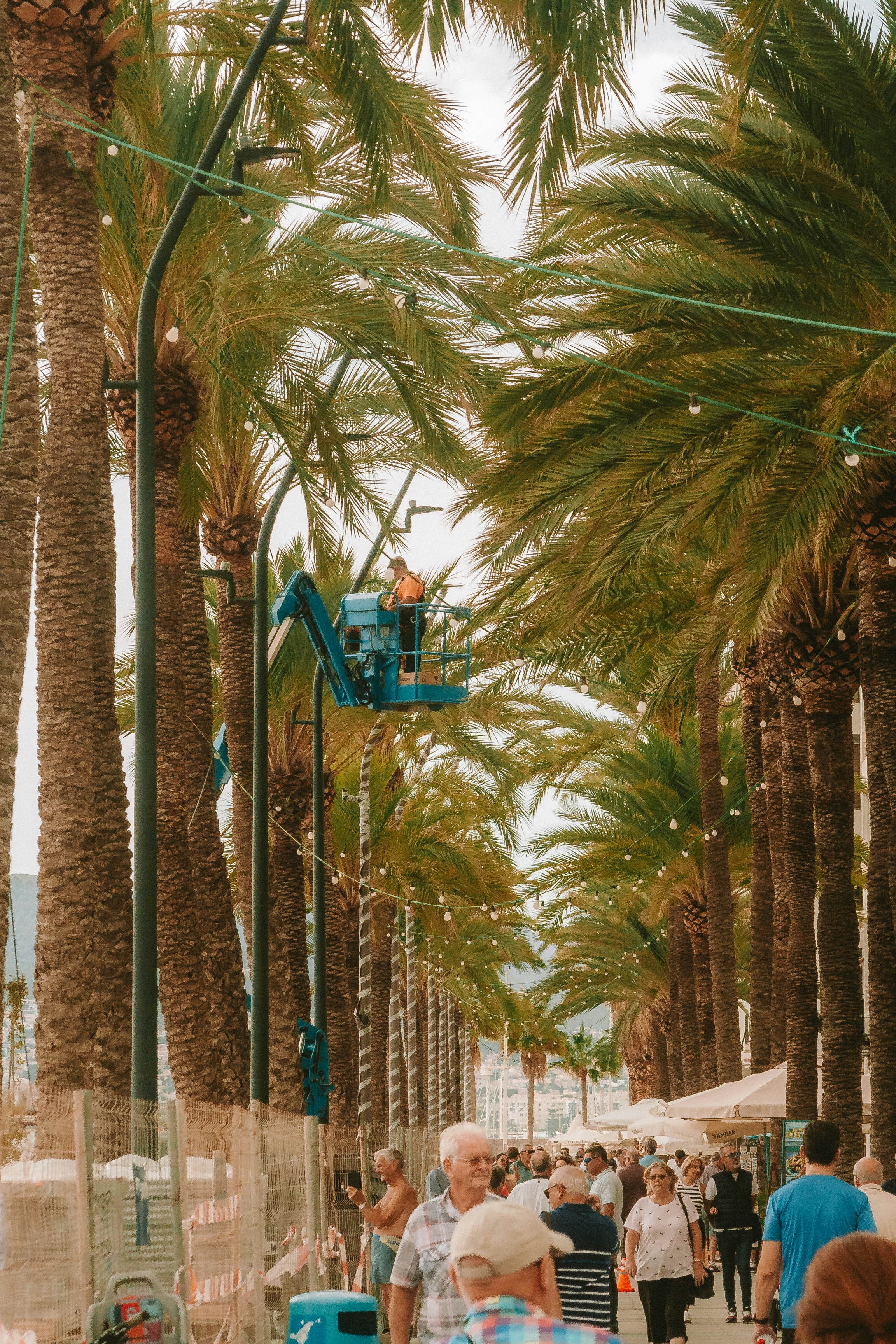 Worker installs lights in a palm tree-lined street.
