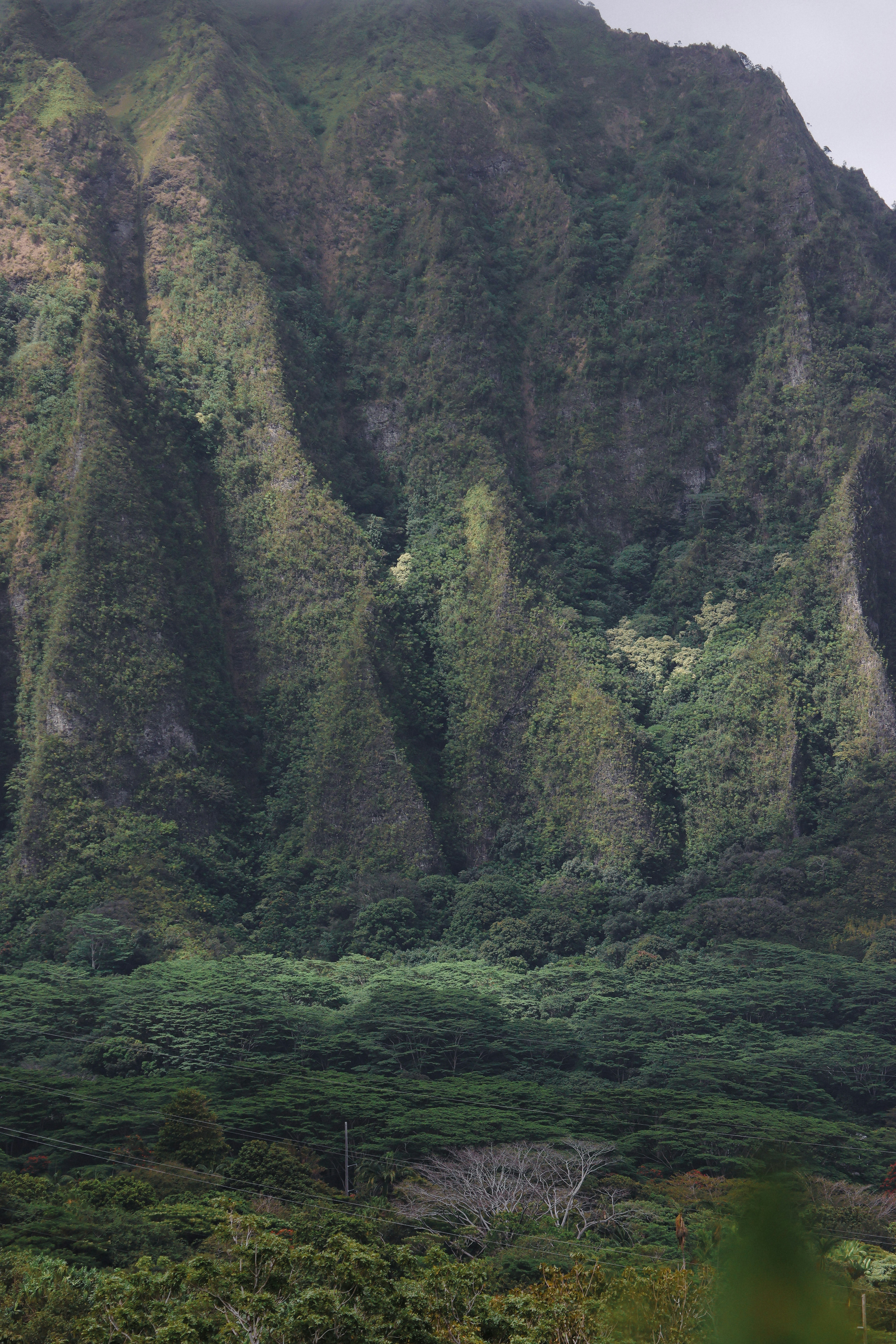 Family ziplining through a lush forest in Maui