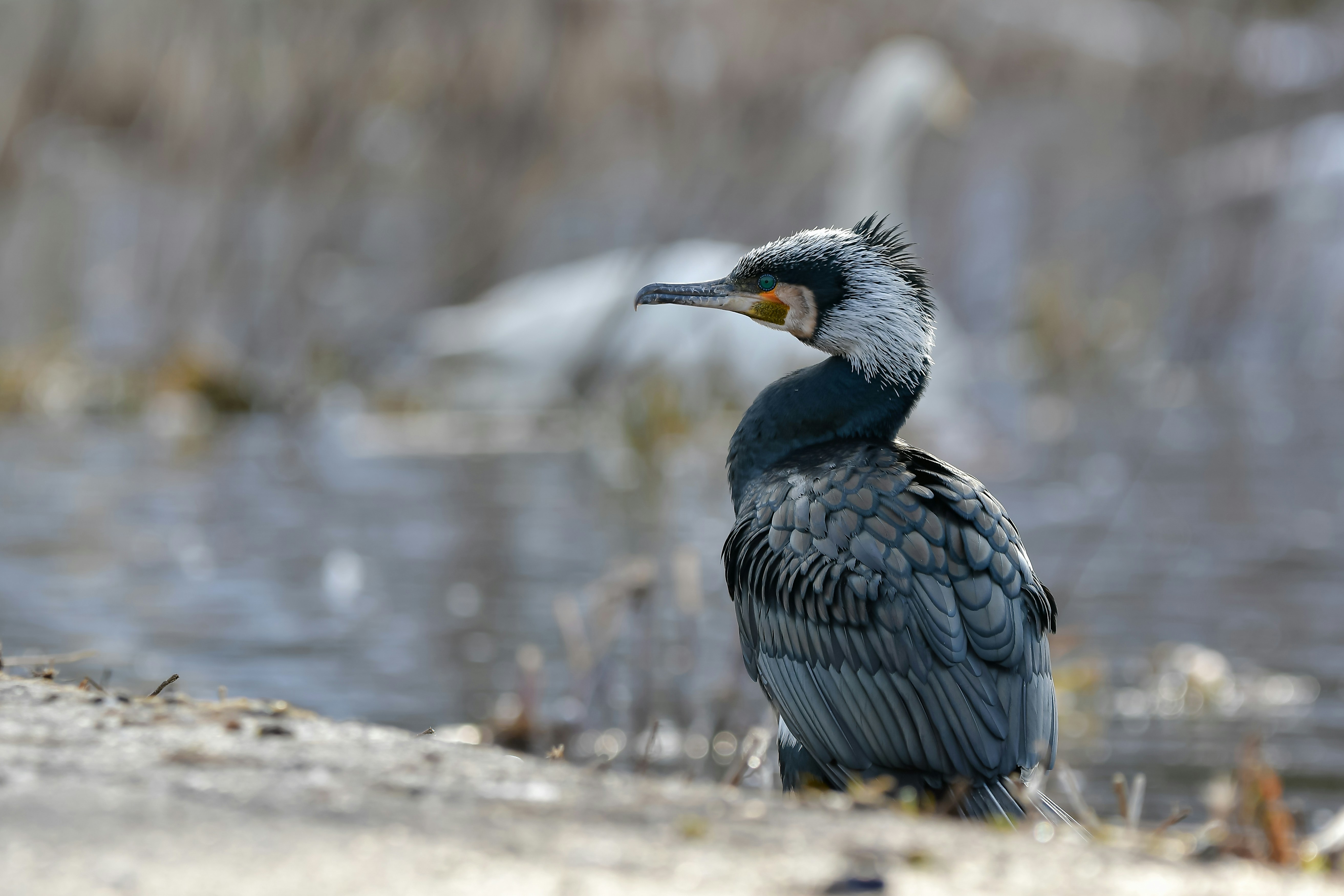 A cormorant bird sits near water.