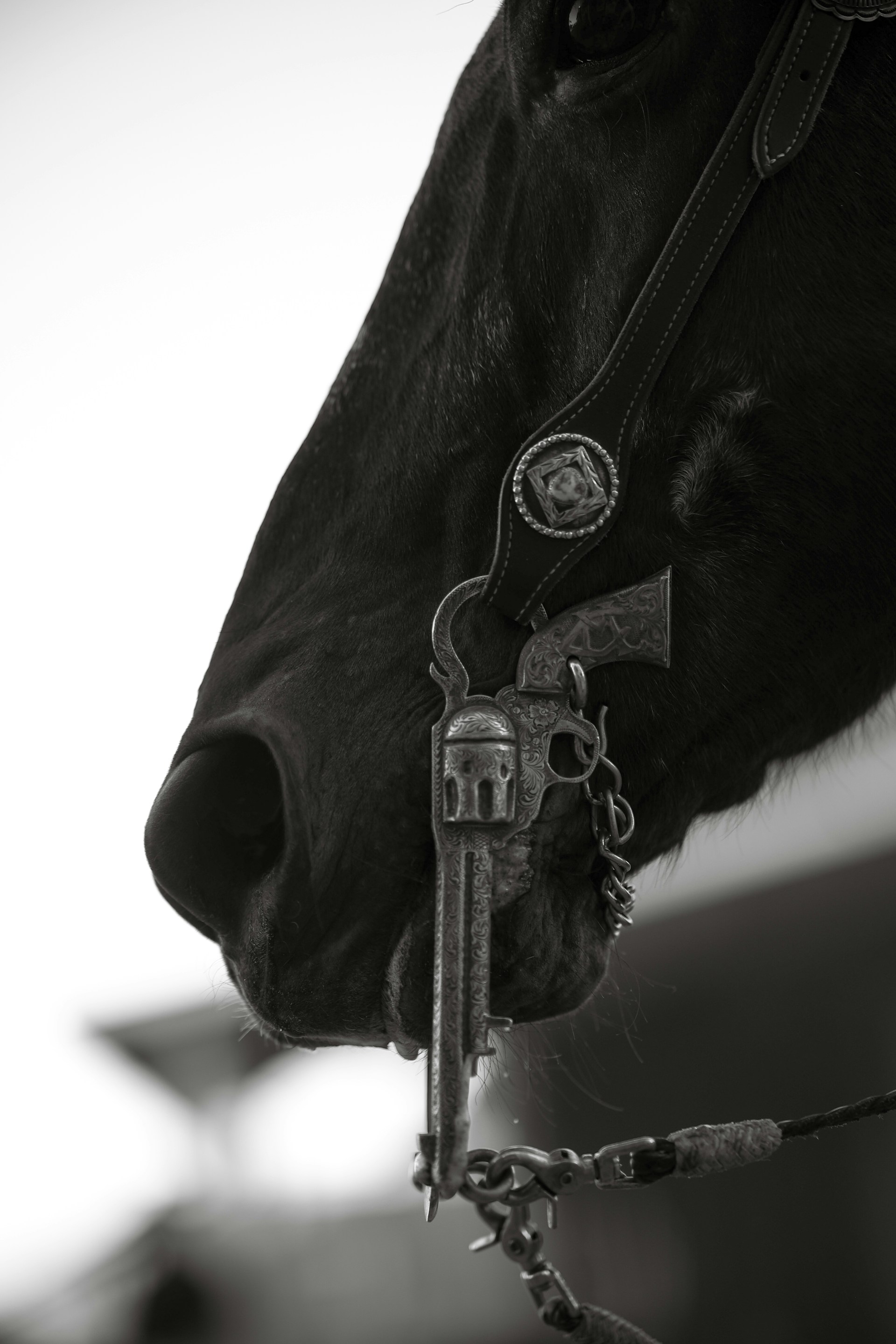 A horse with a western-style bit.