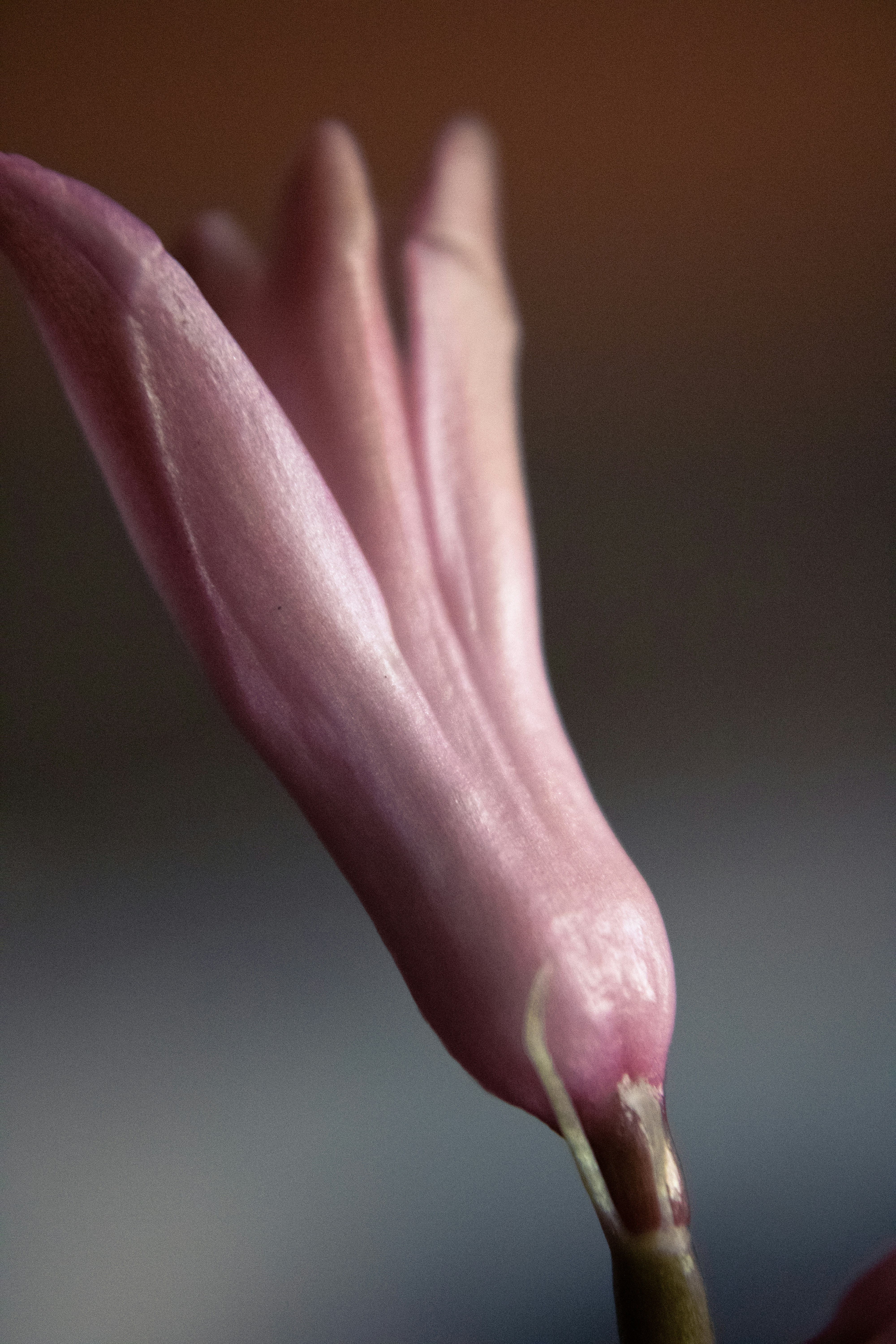 blue veins legs, wallpaper, 7 Perbedaan Varises dan Urat Biasa 5