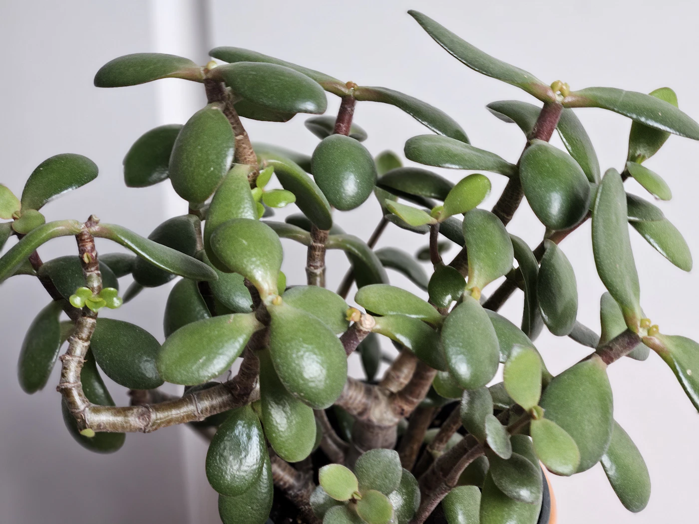 Crassula ovata, arbre de jade, feuilles charnues