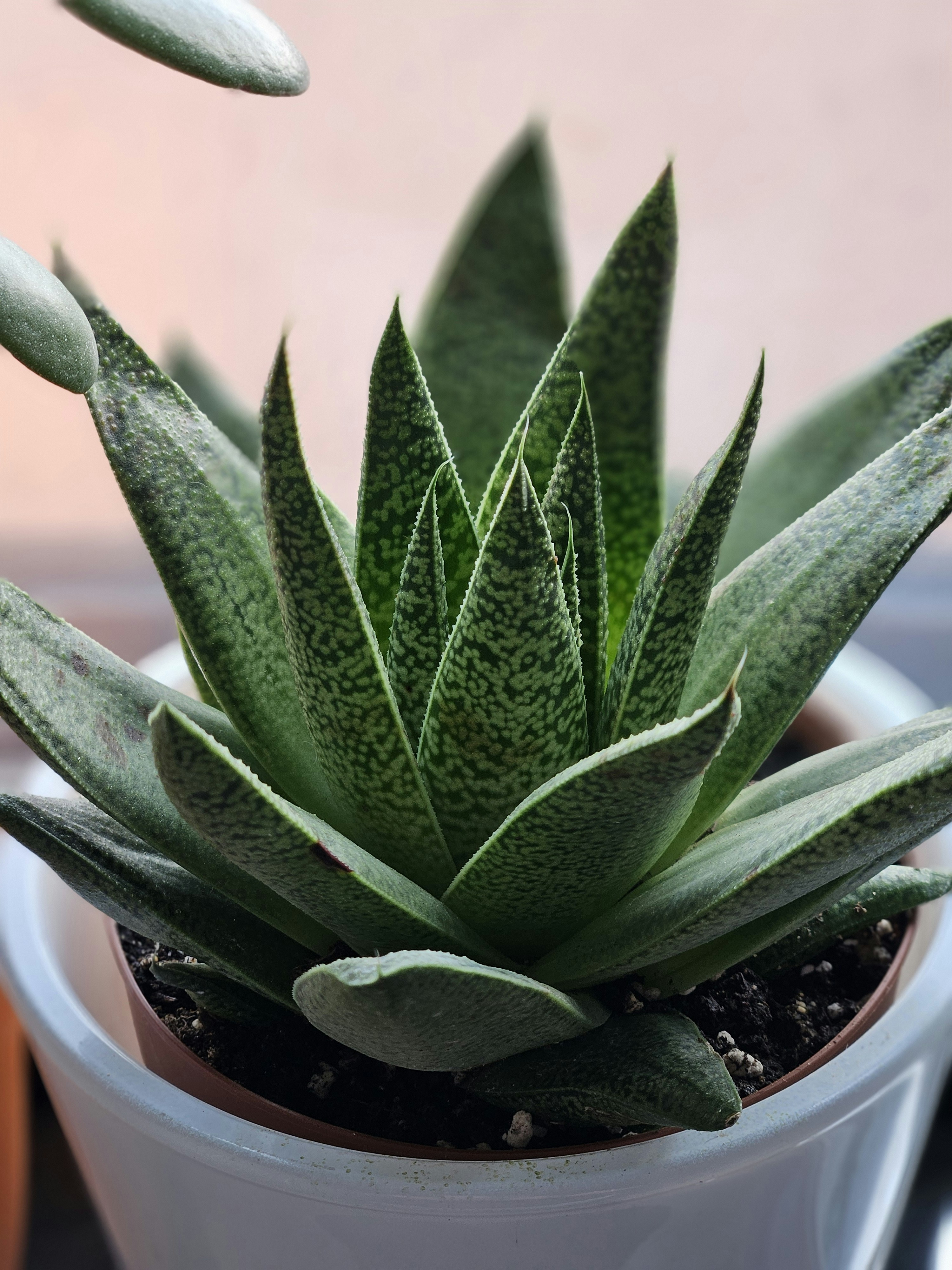 Photo by marjorylucabaxter