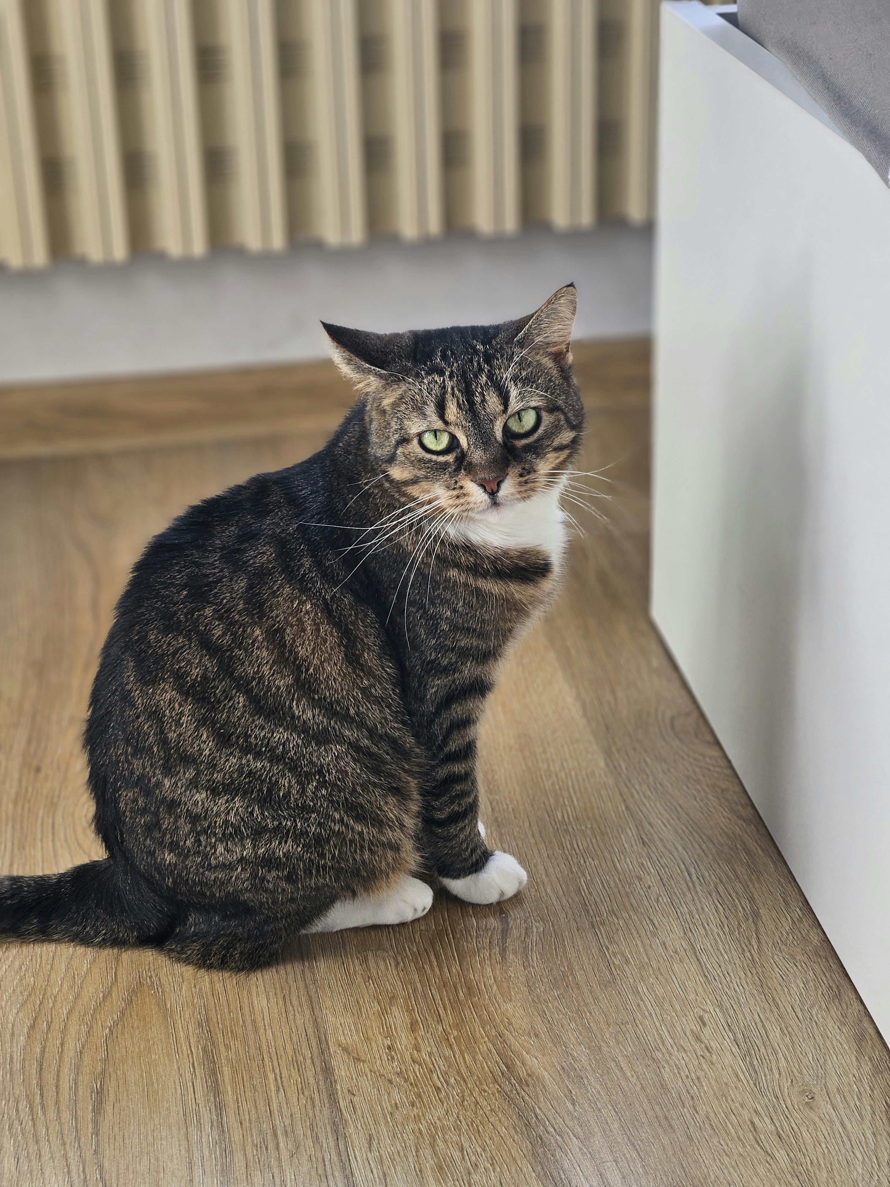 A tabby cat sits and stares intently.