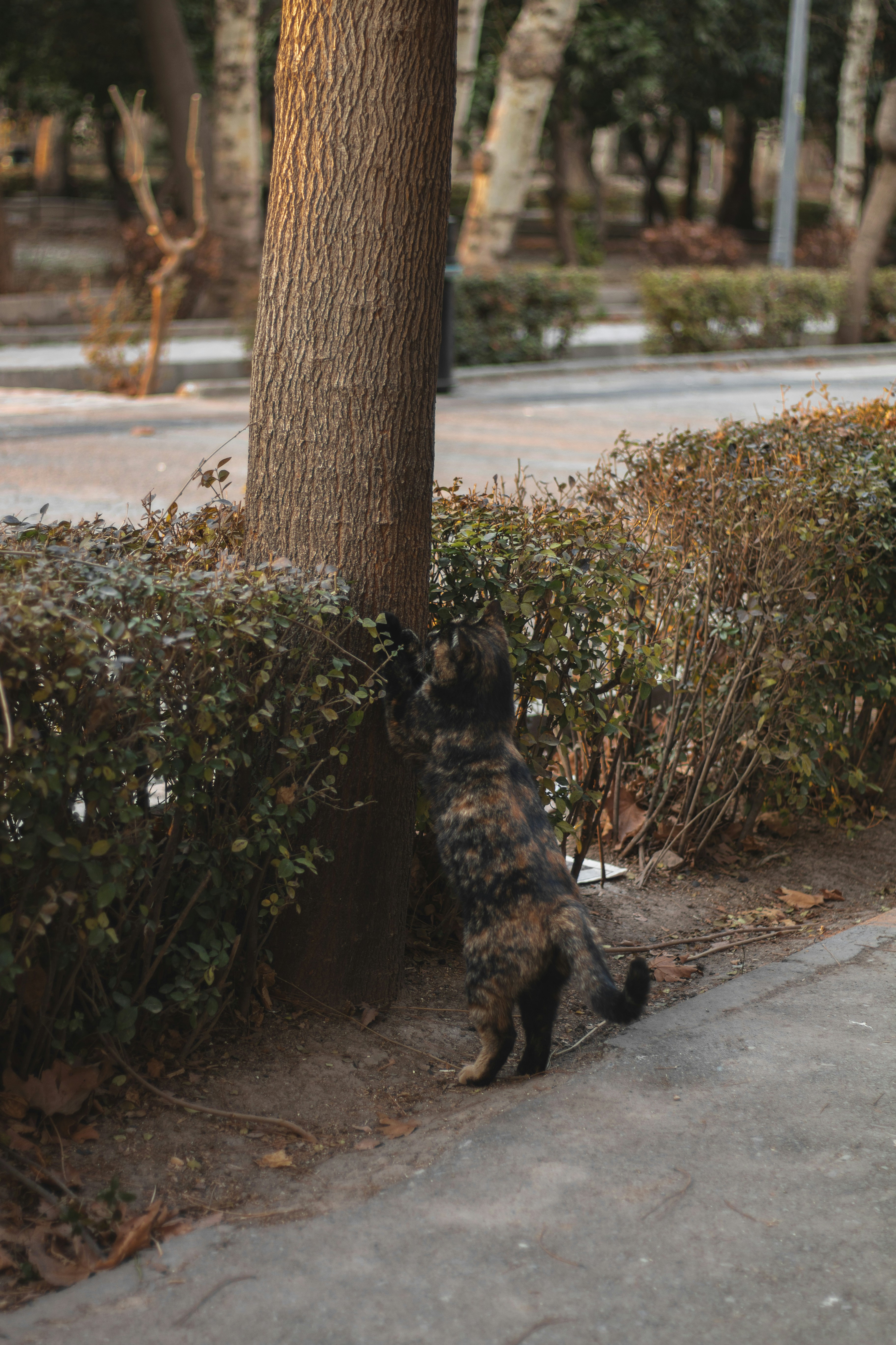 A cat is scratching a tree in the park.