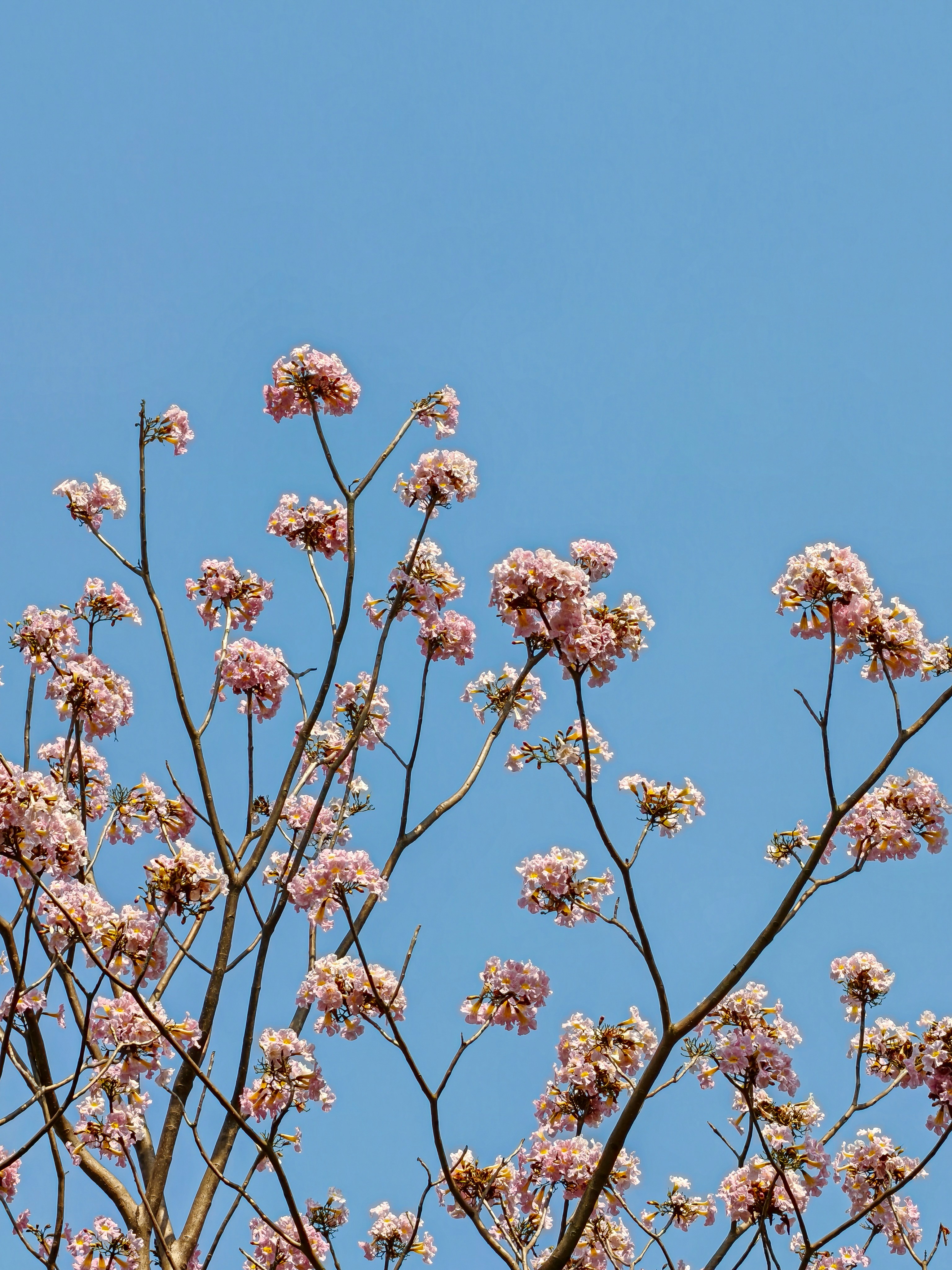 Photo by rohitsharma1785