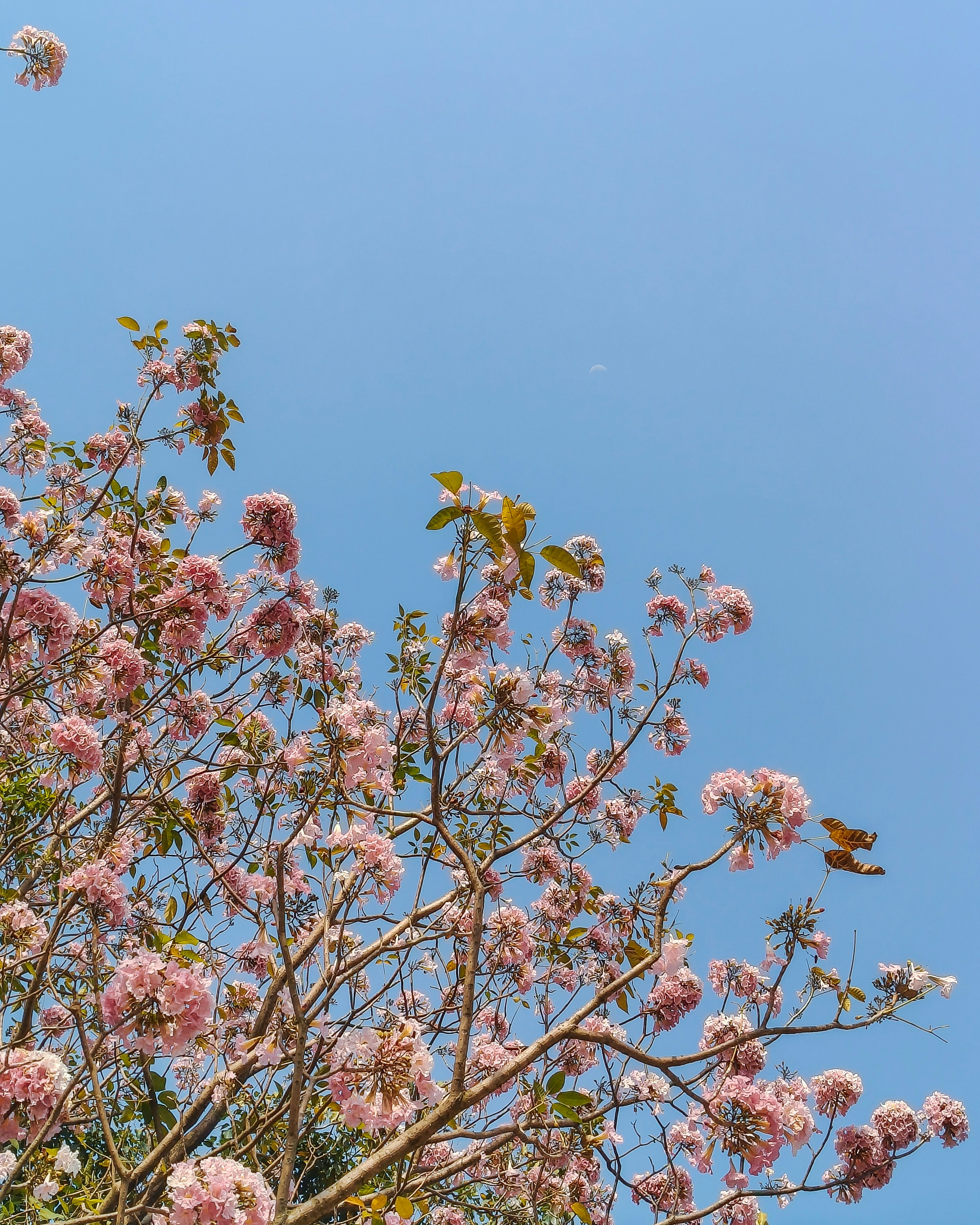 Photo by rohitsharma1785