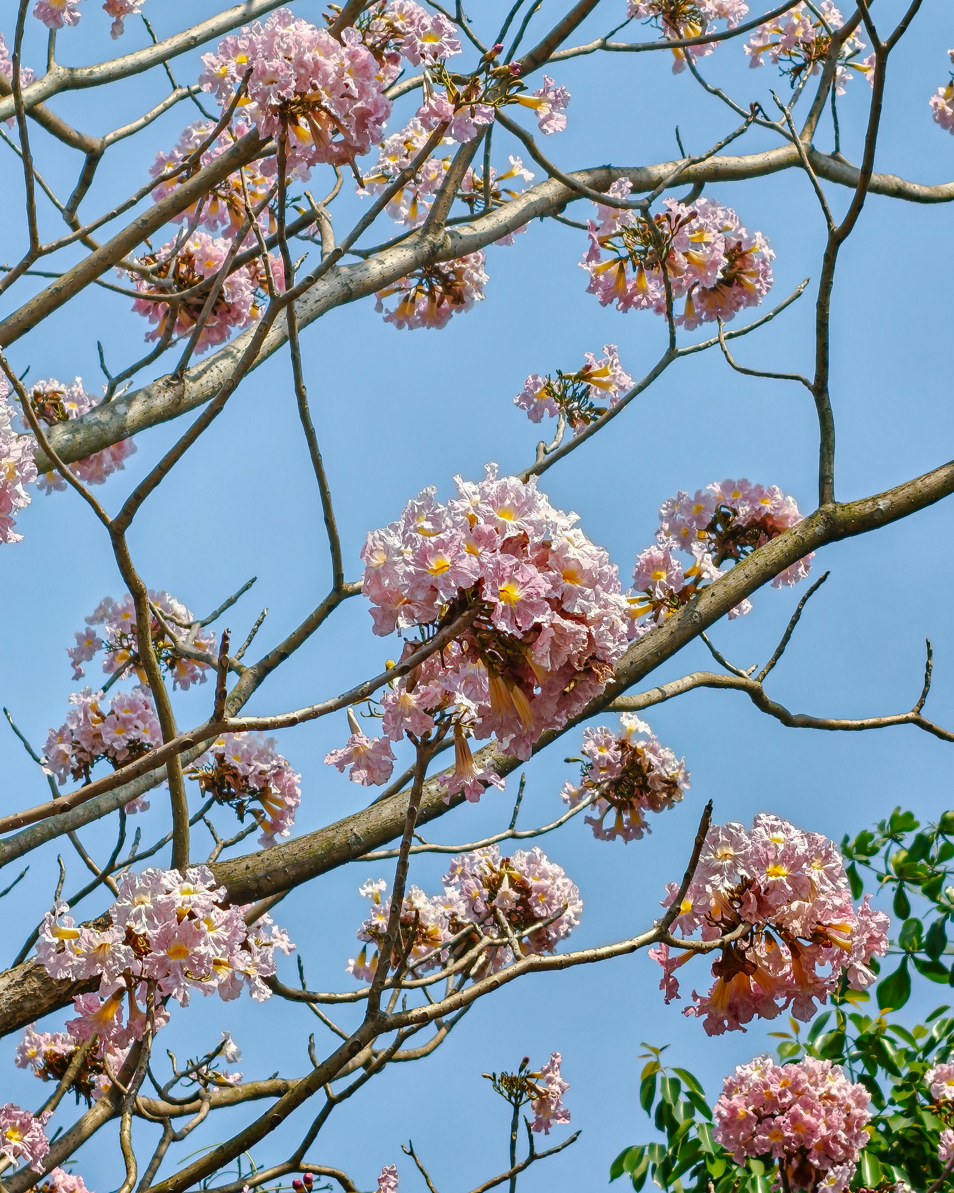 Photo by rohitsharma1785