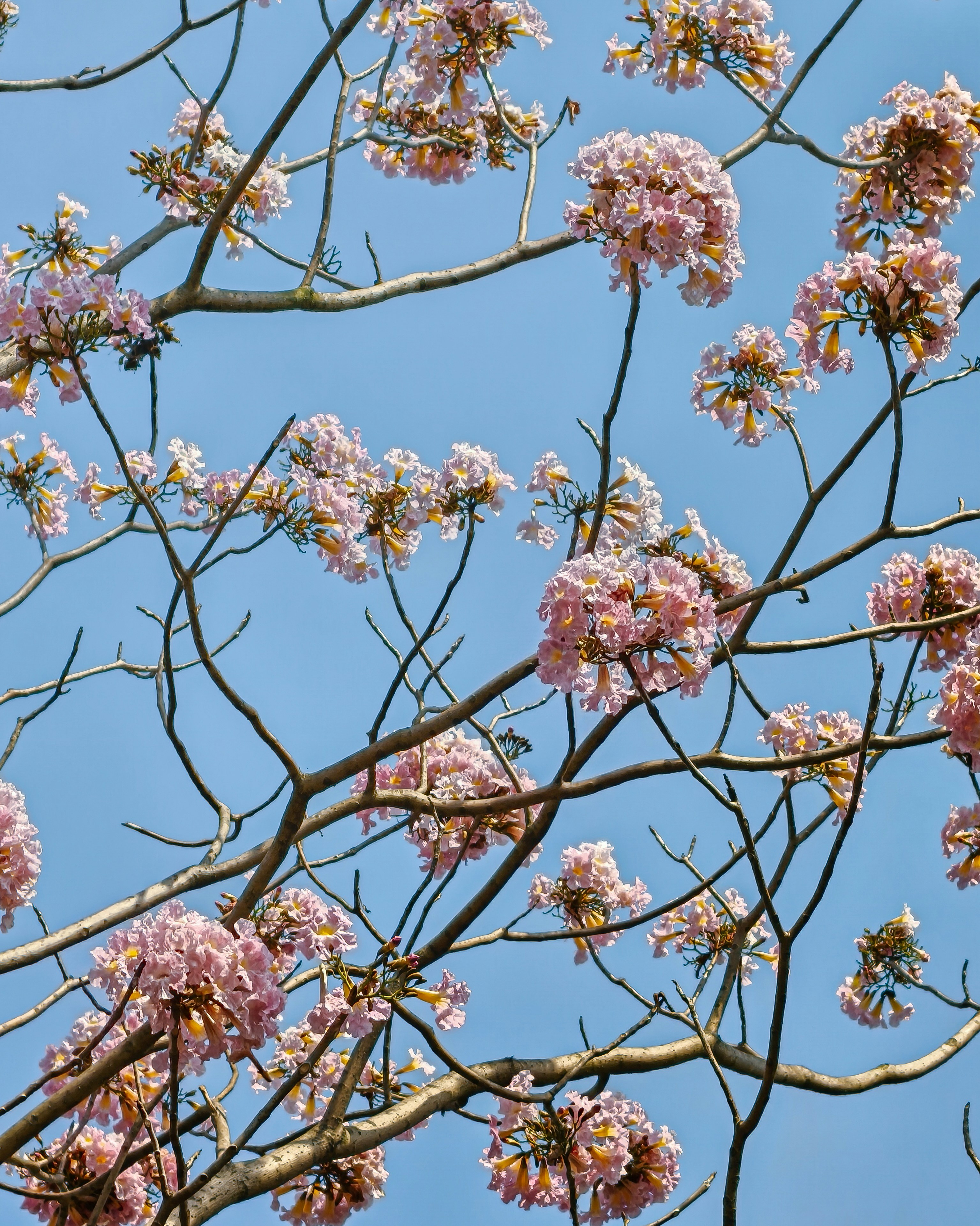 Photo by rohitsharma1785