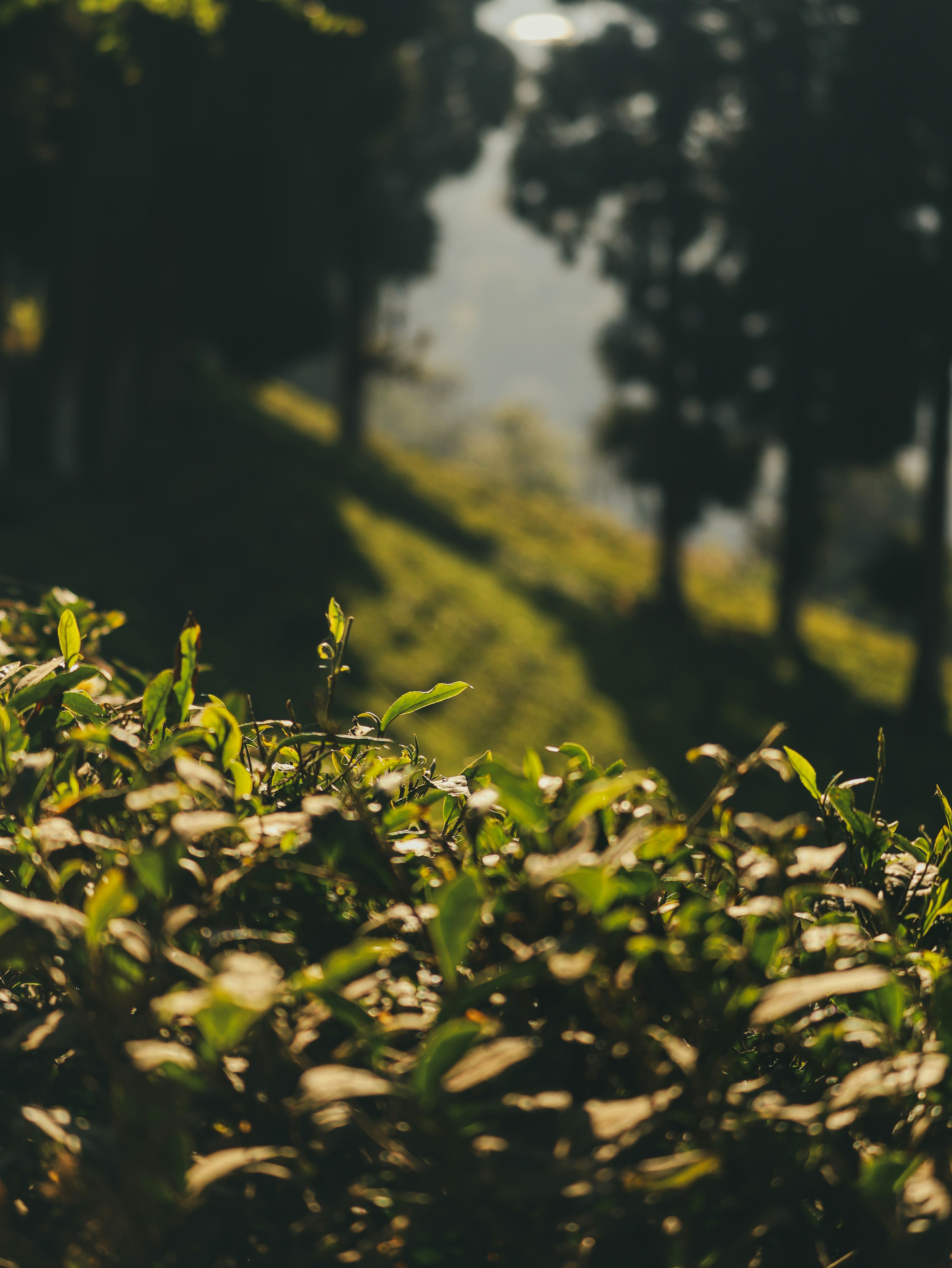 Photo by rohitsharma1785