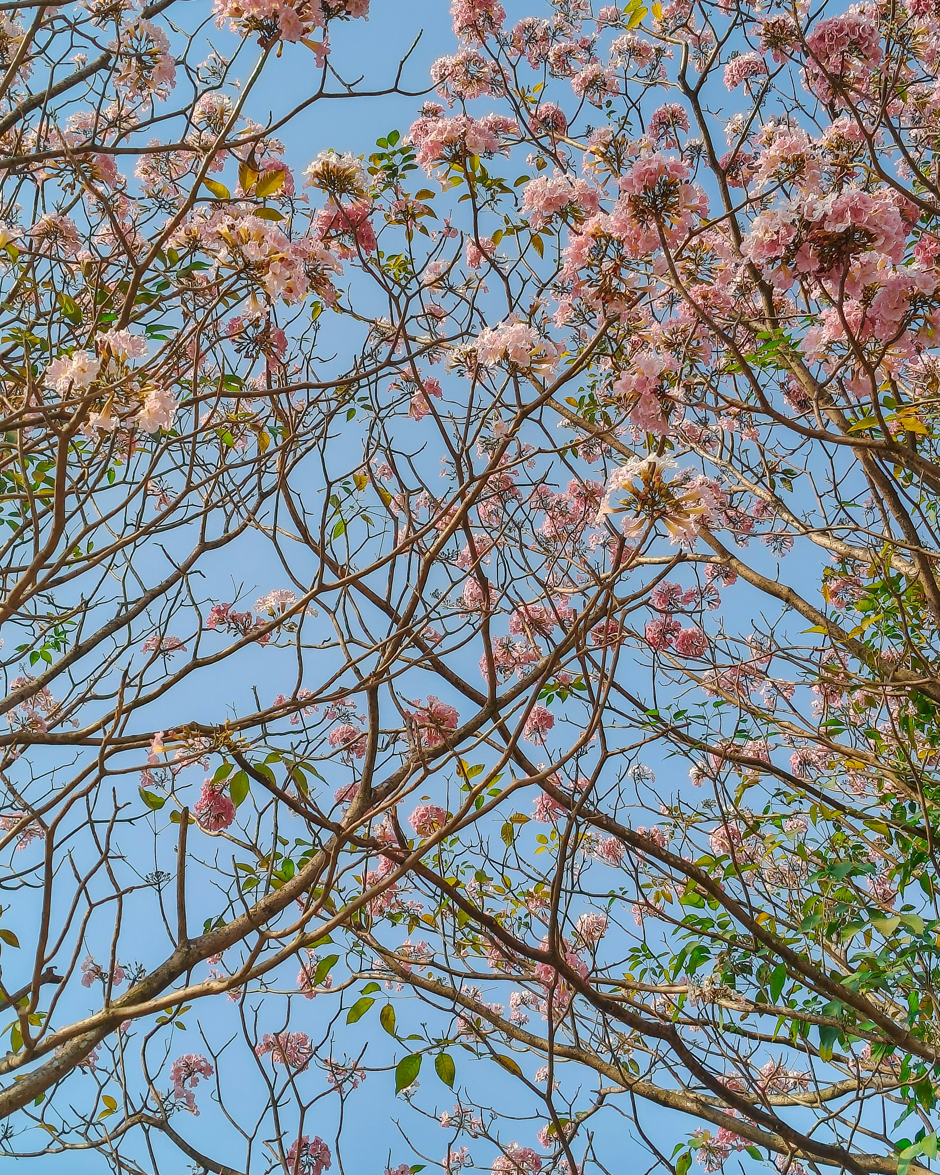 Photo by rohitsharma1785