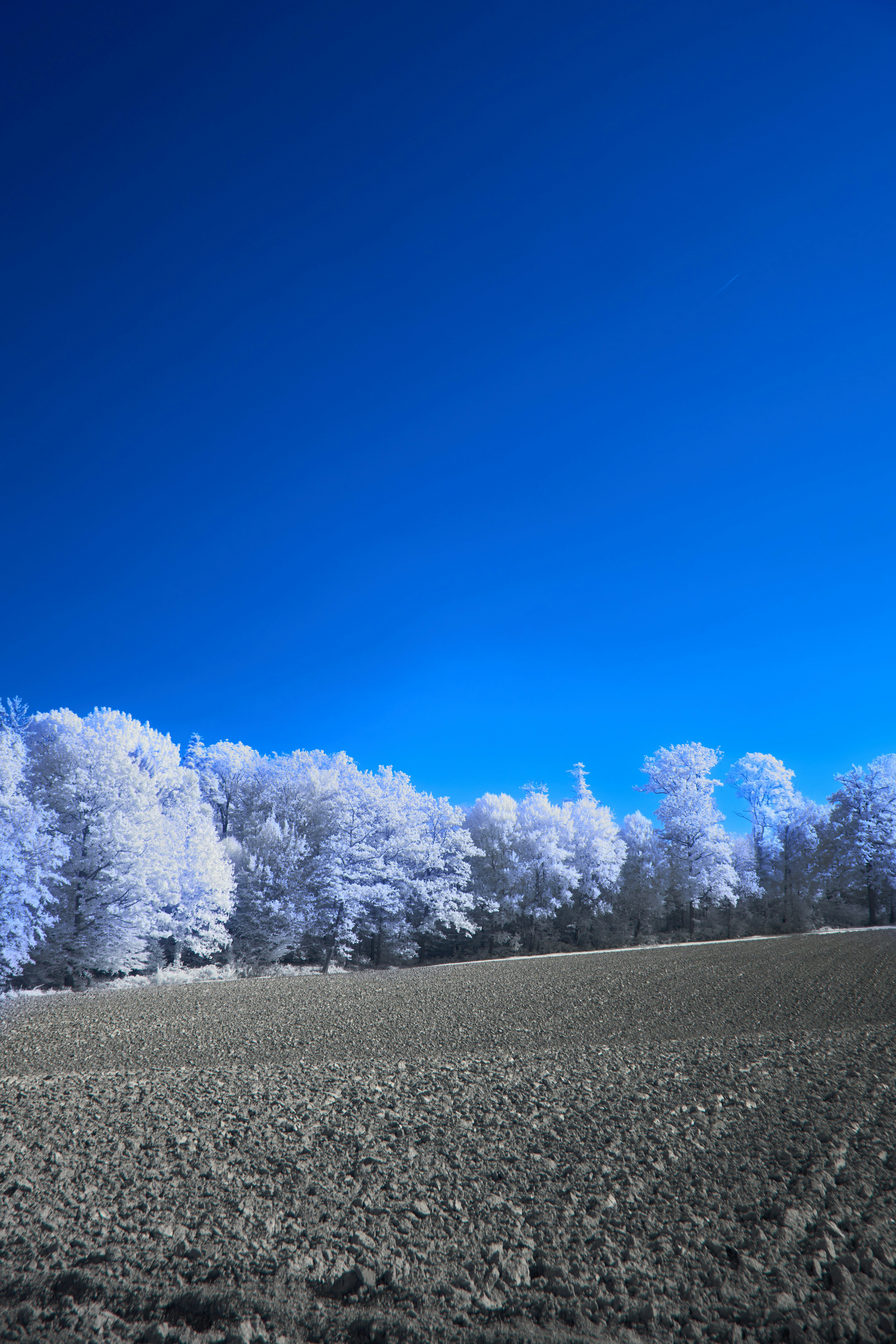 Photo by wolfgang_hasselmann