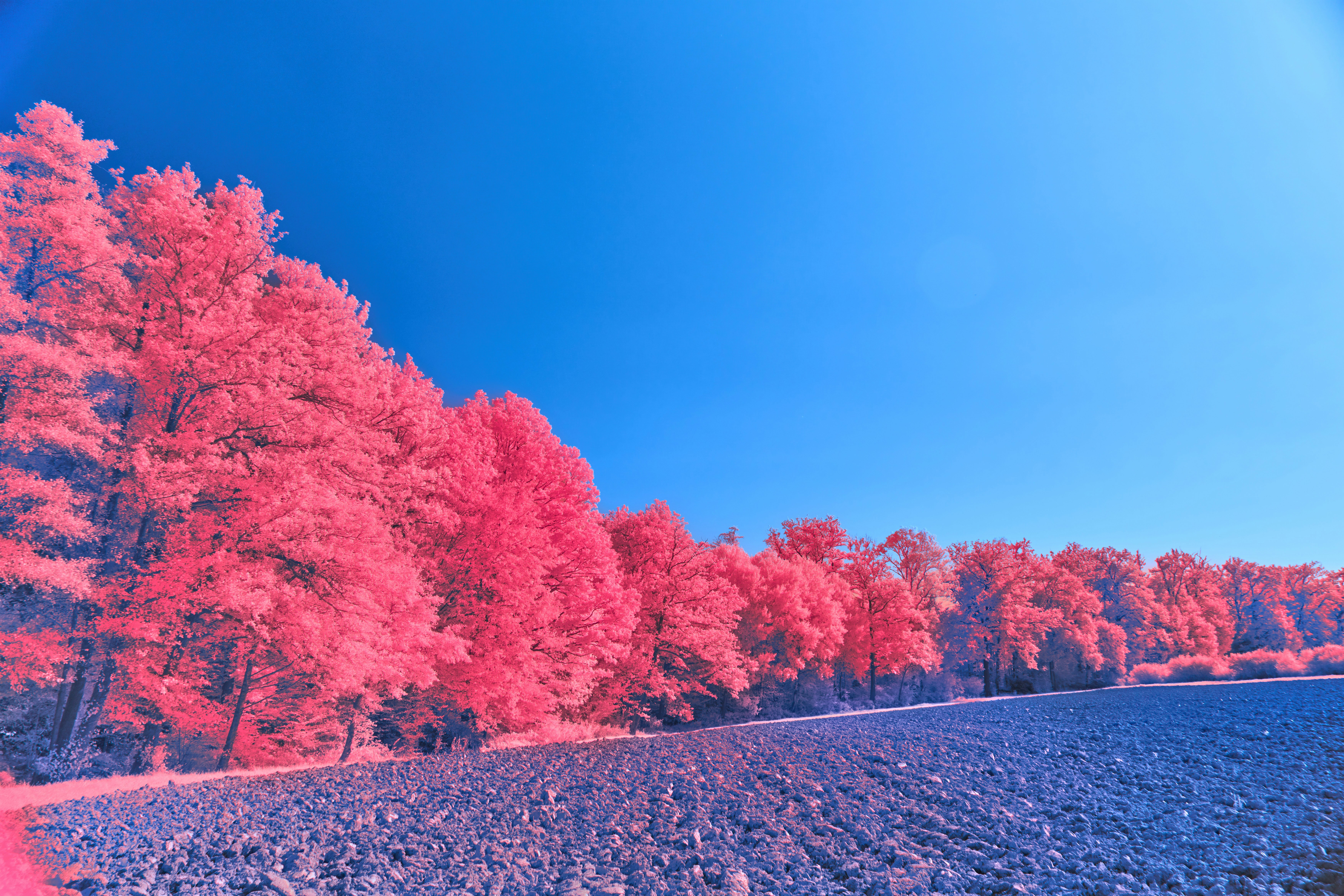 Photo by wolfgang_hasselmann