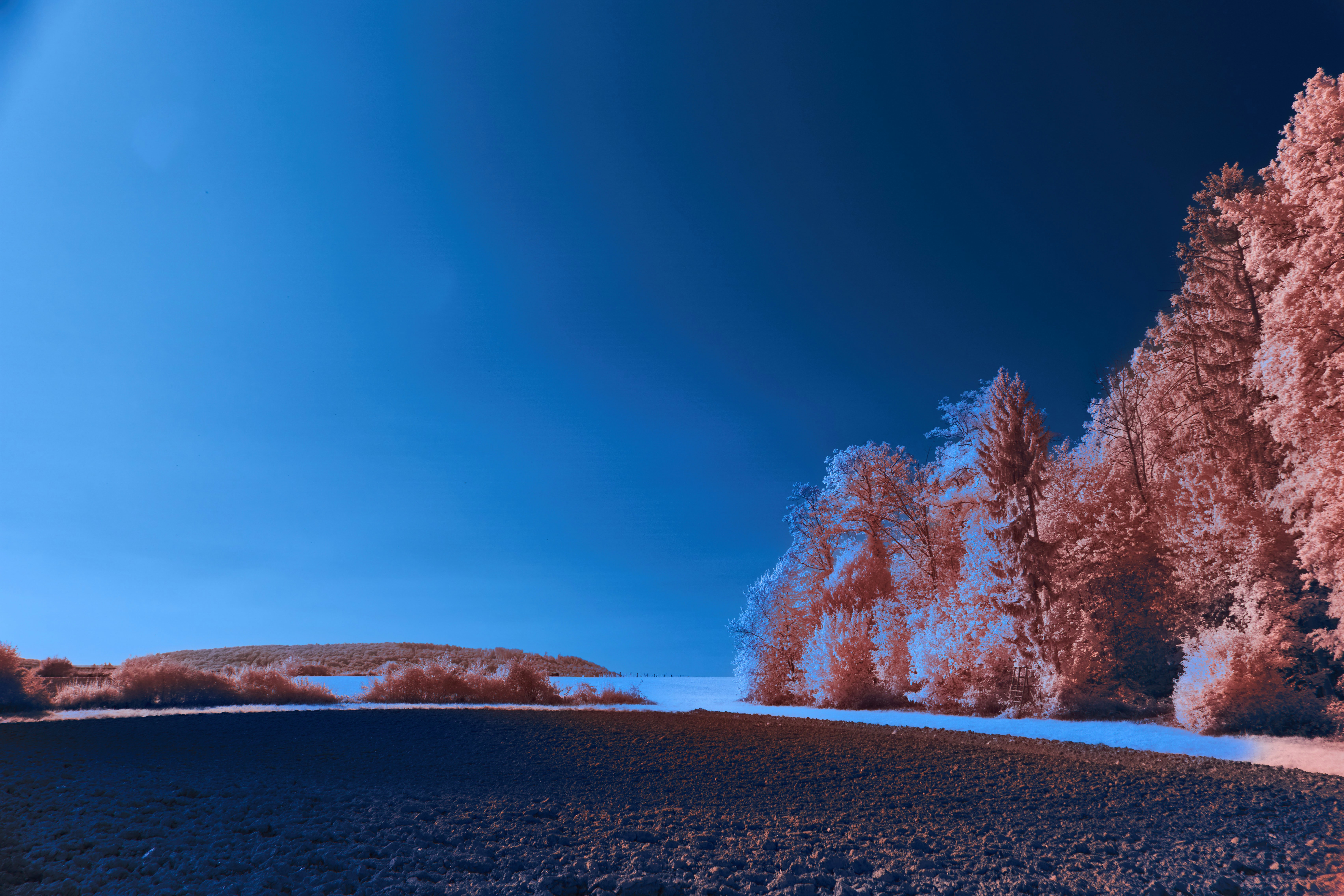 Photo by wolfgang_hasselmann