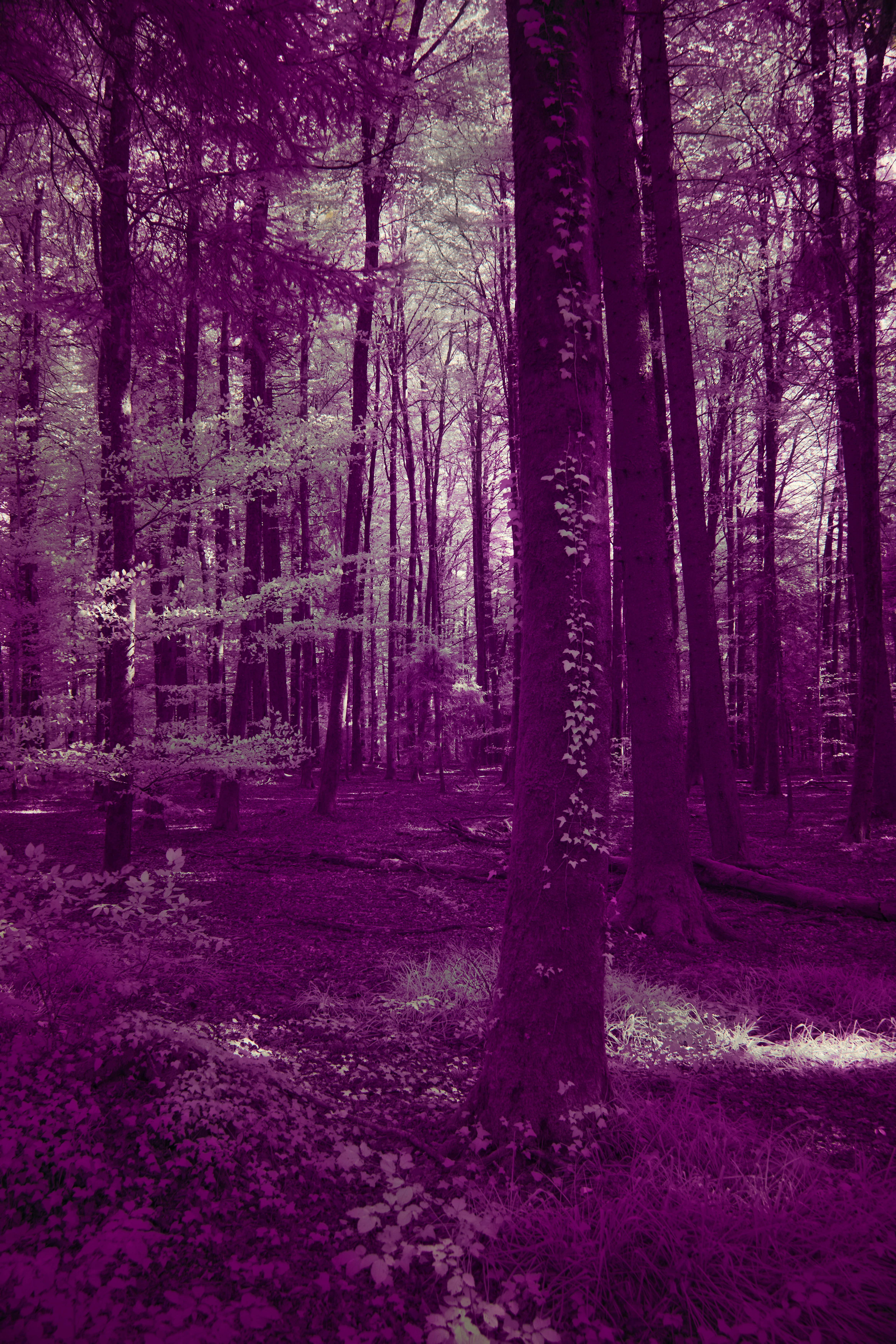 Photo by wolfgang_hasselmann