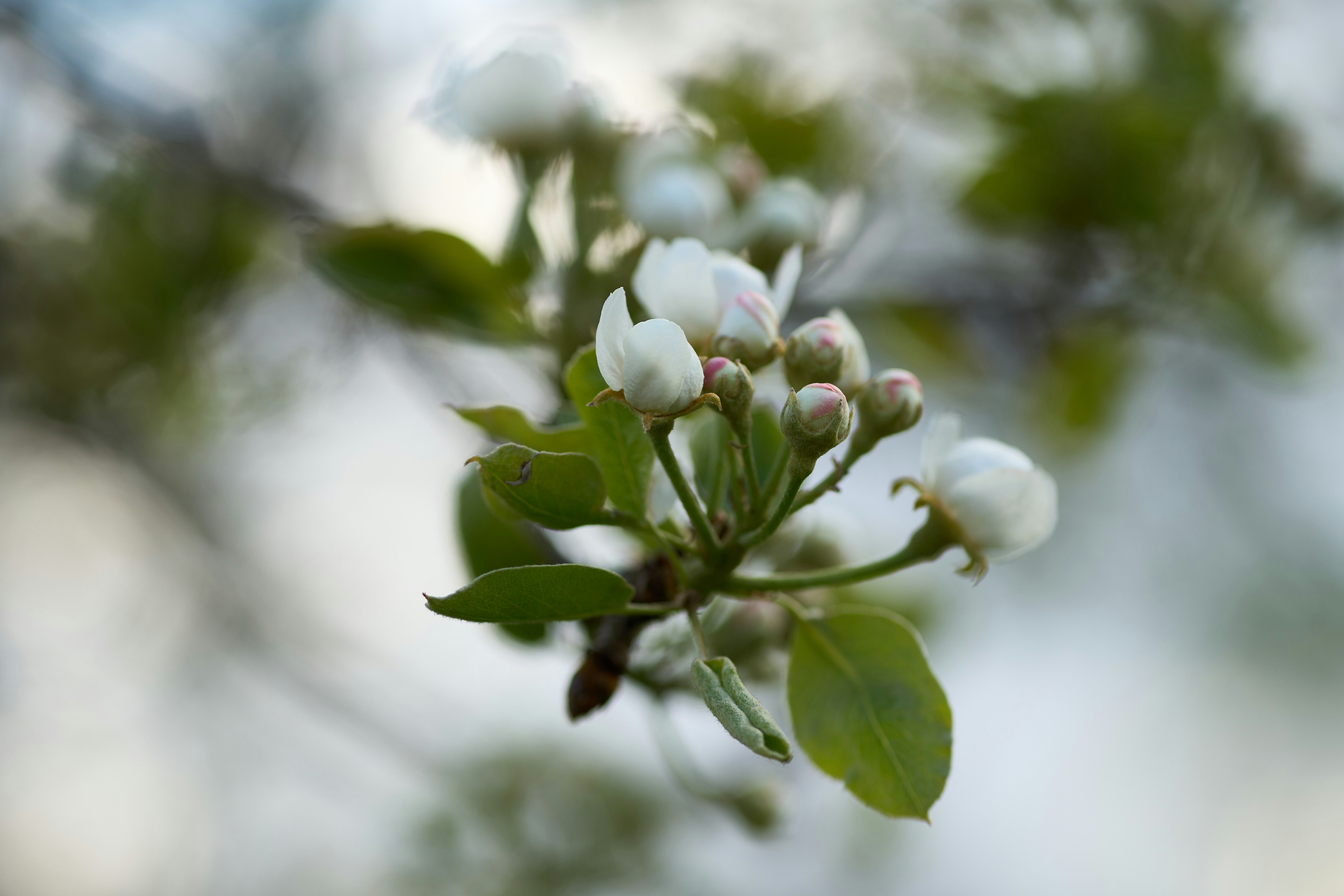 Photo by wolfgang_hasselmann