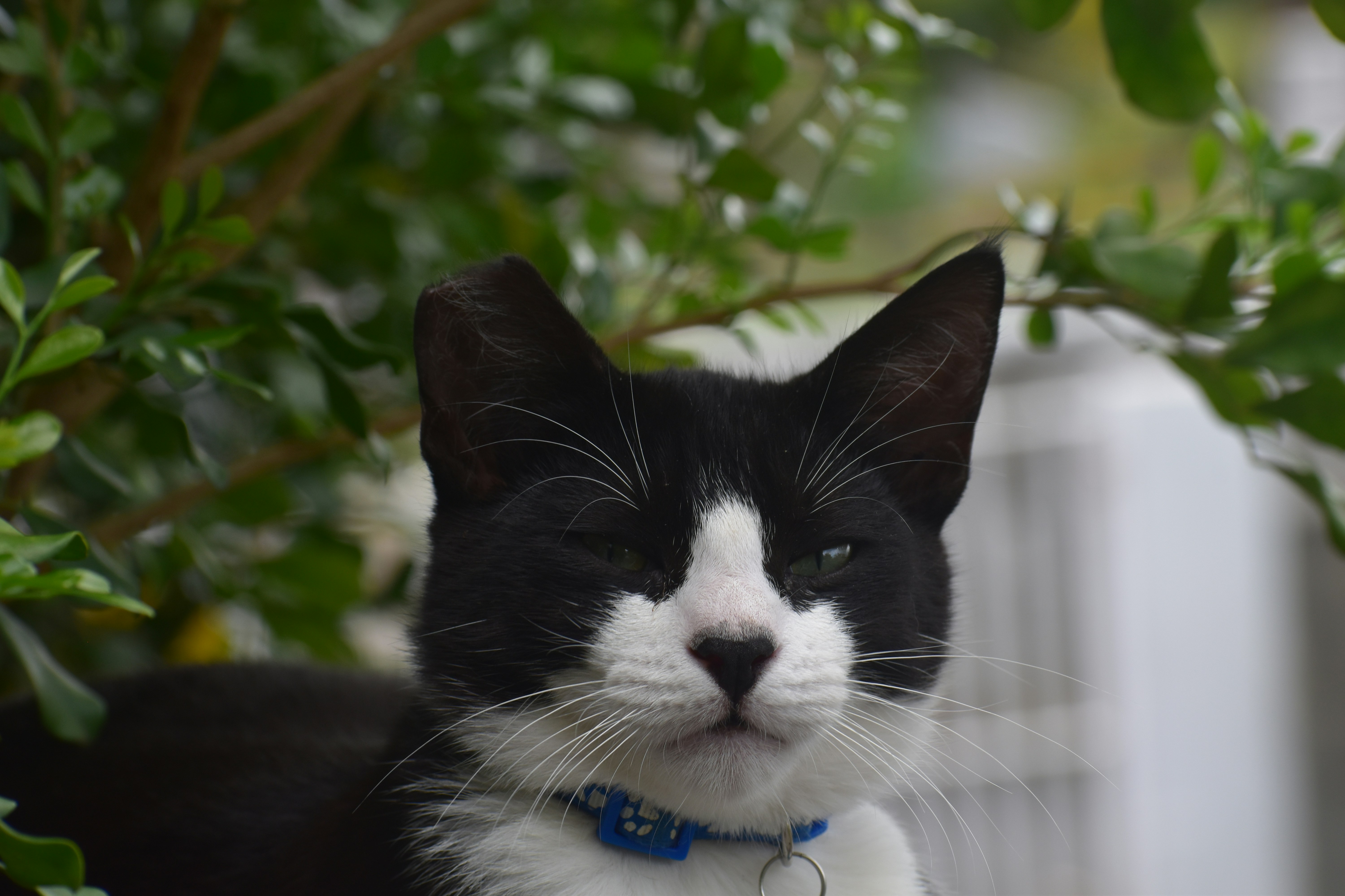 A tuxedo cat peeks through green leaves.