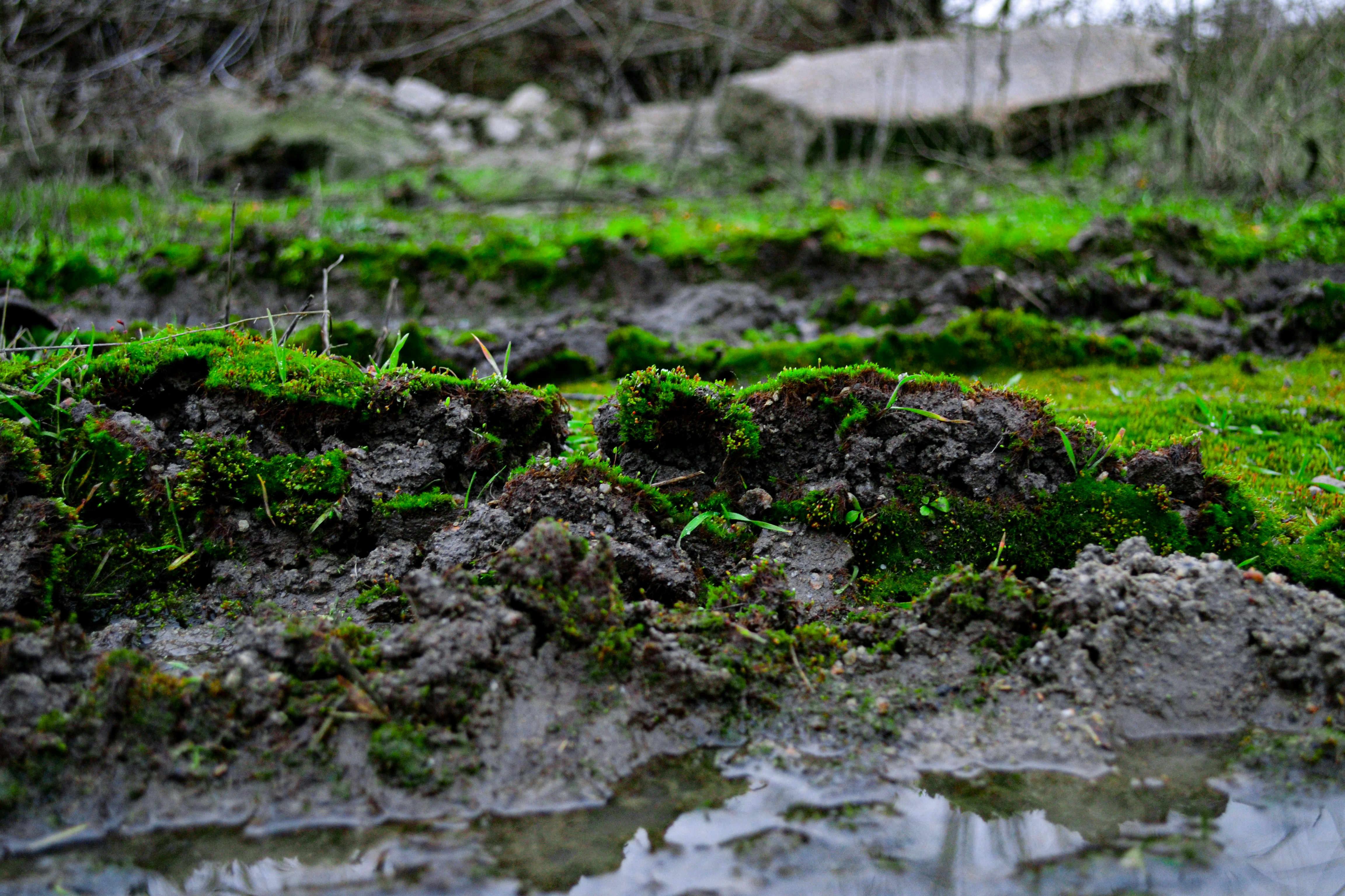 Muddy ground with moss and grass growing.