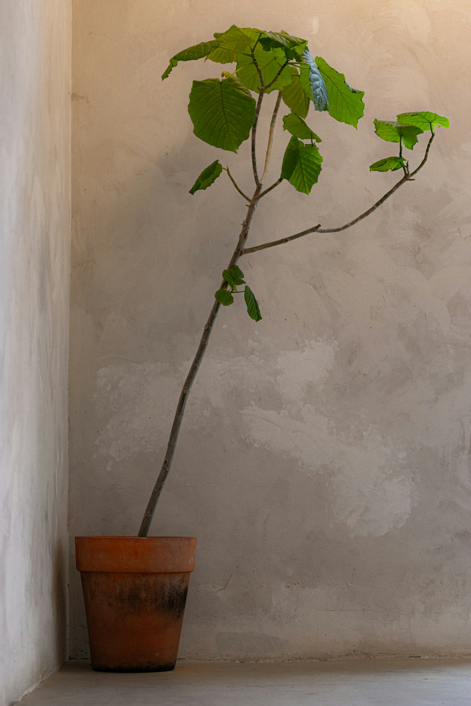 A potted plant leans against a textured wall.