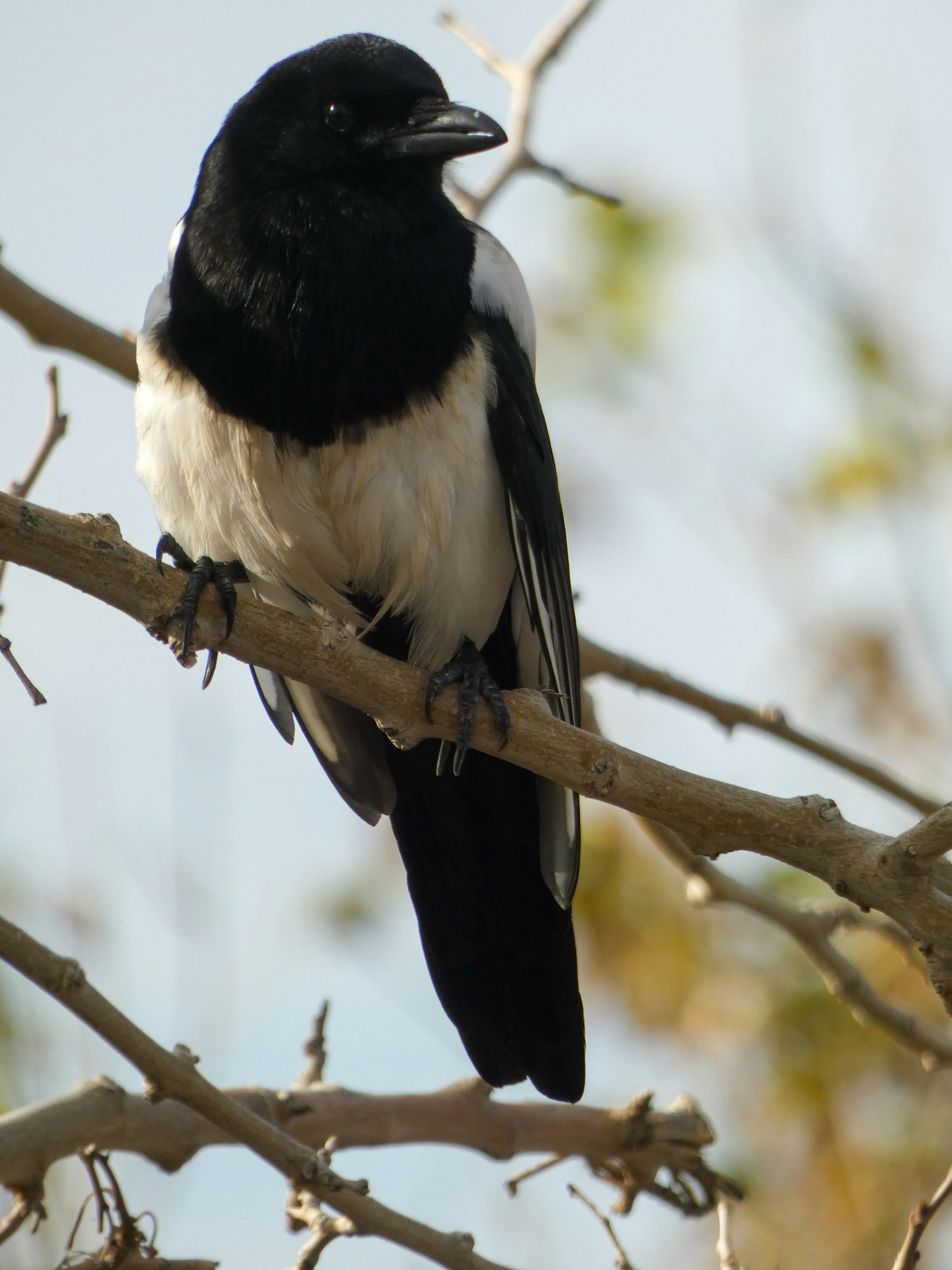 Photo by onderandinc