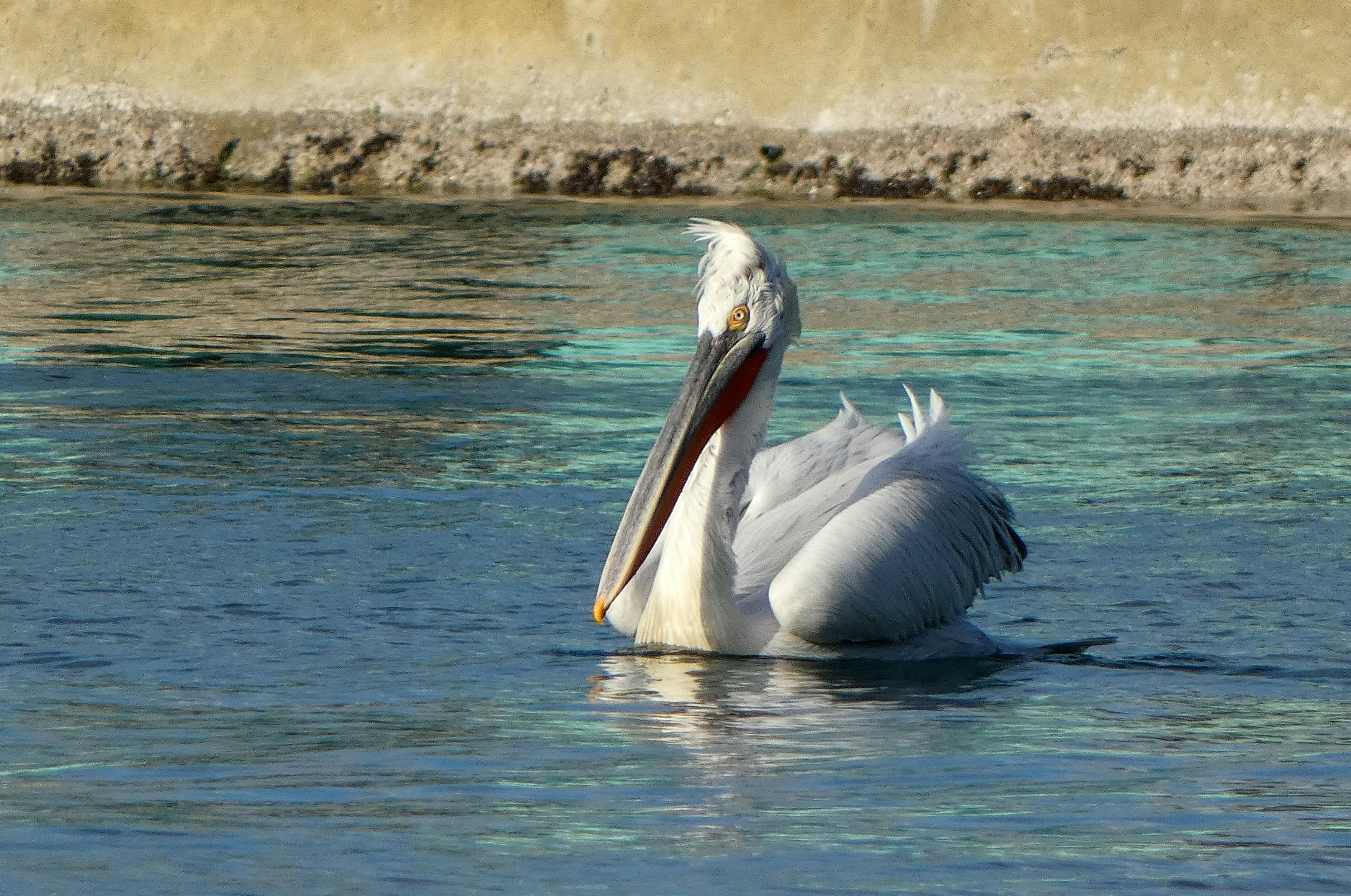 林奈博物馆与花园