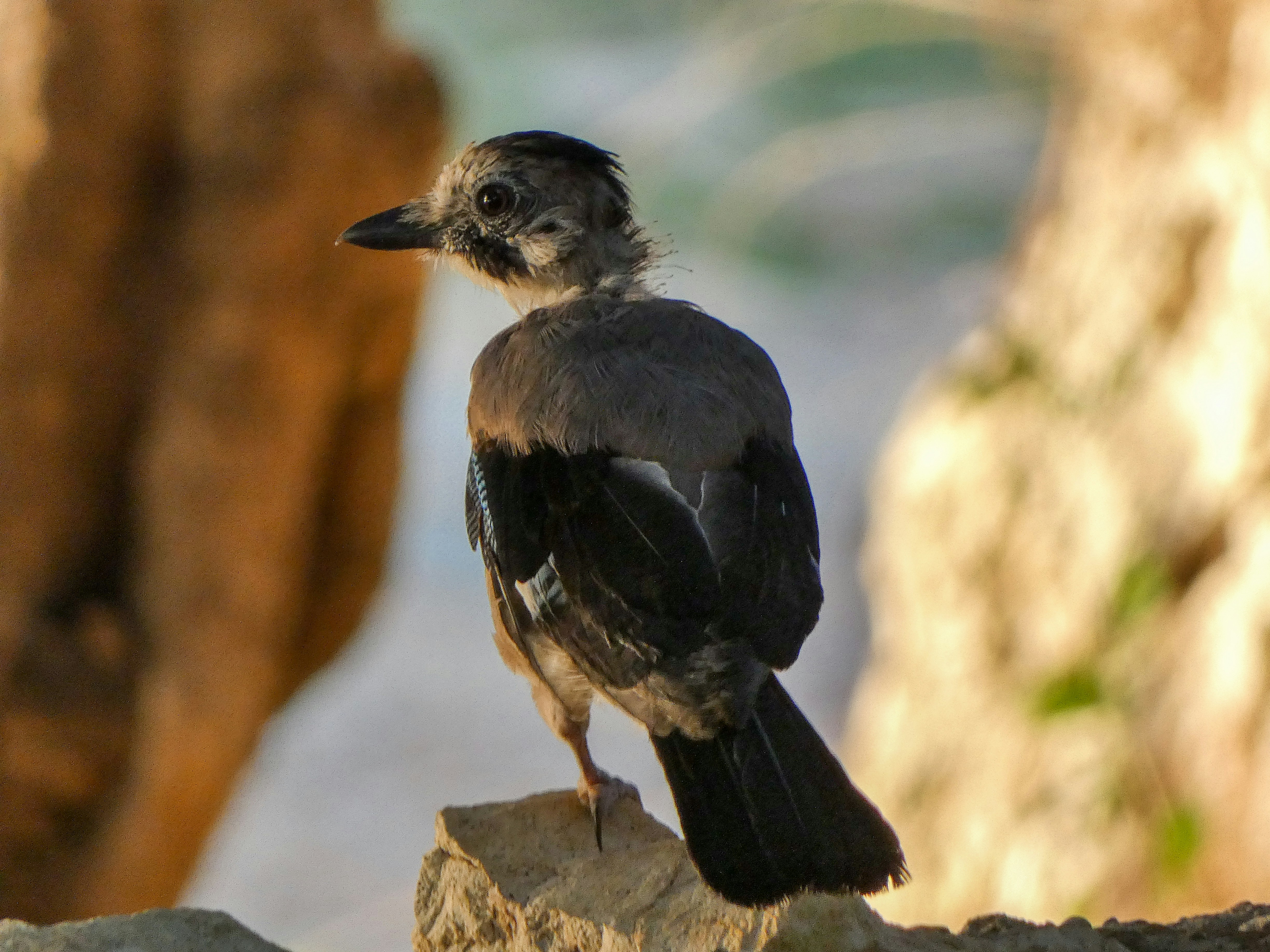 Un pájaro se posa sobre una piedra.