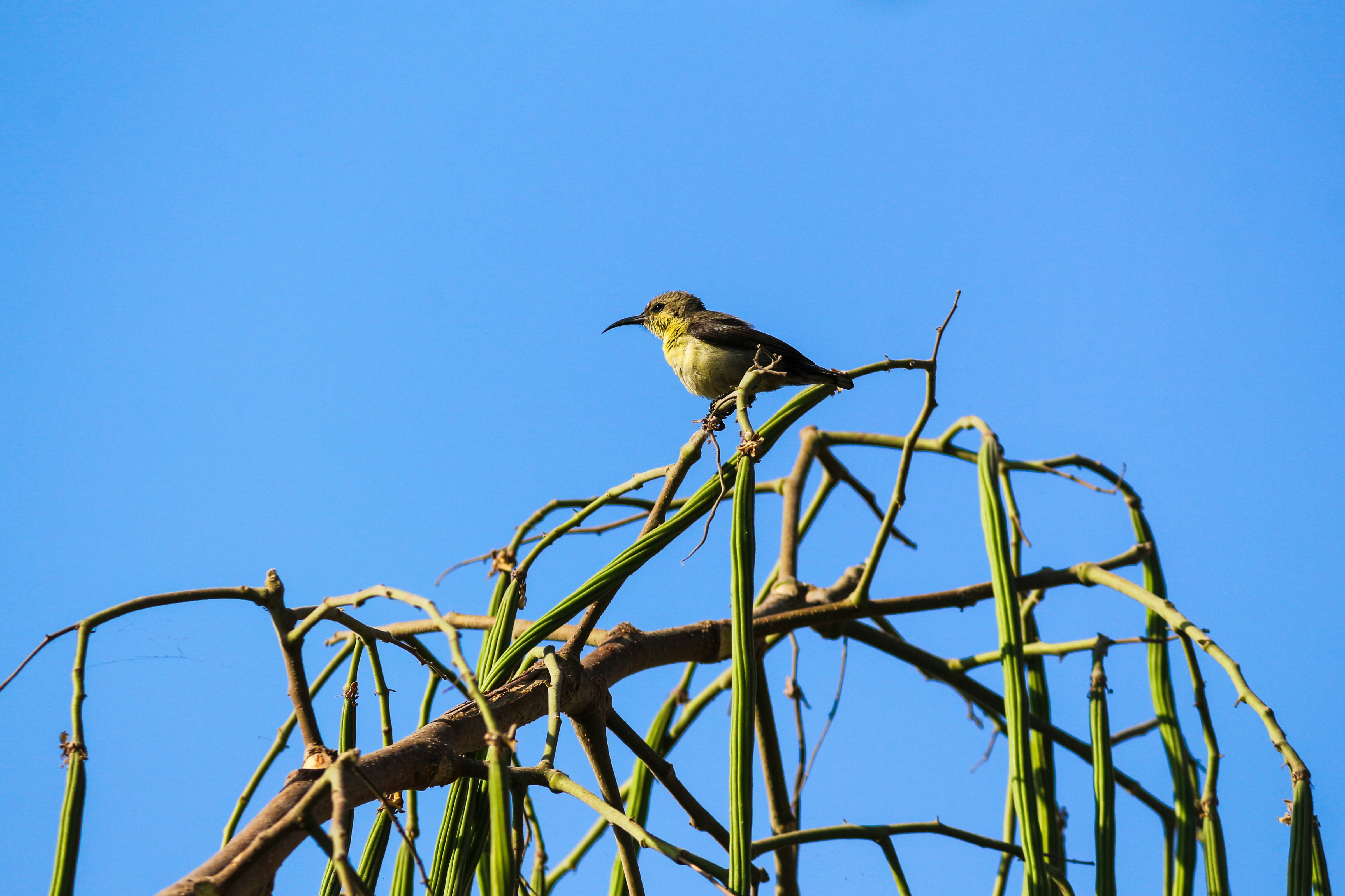 Photo by itsbiswanath