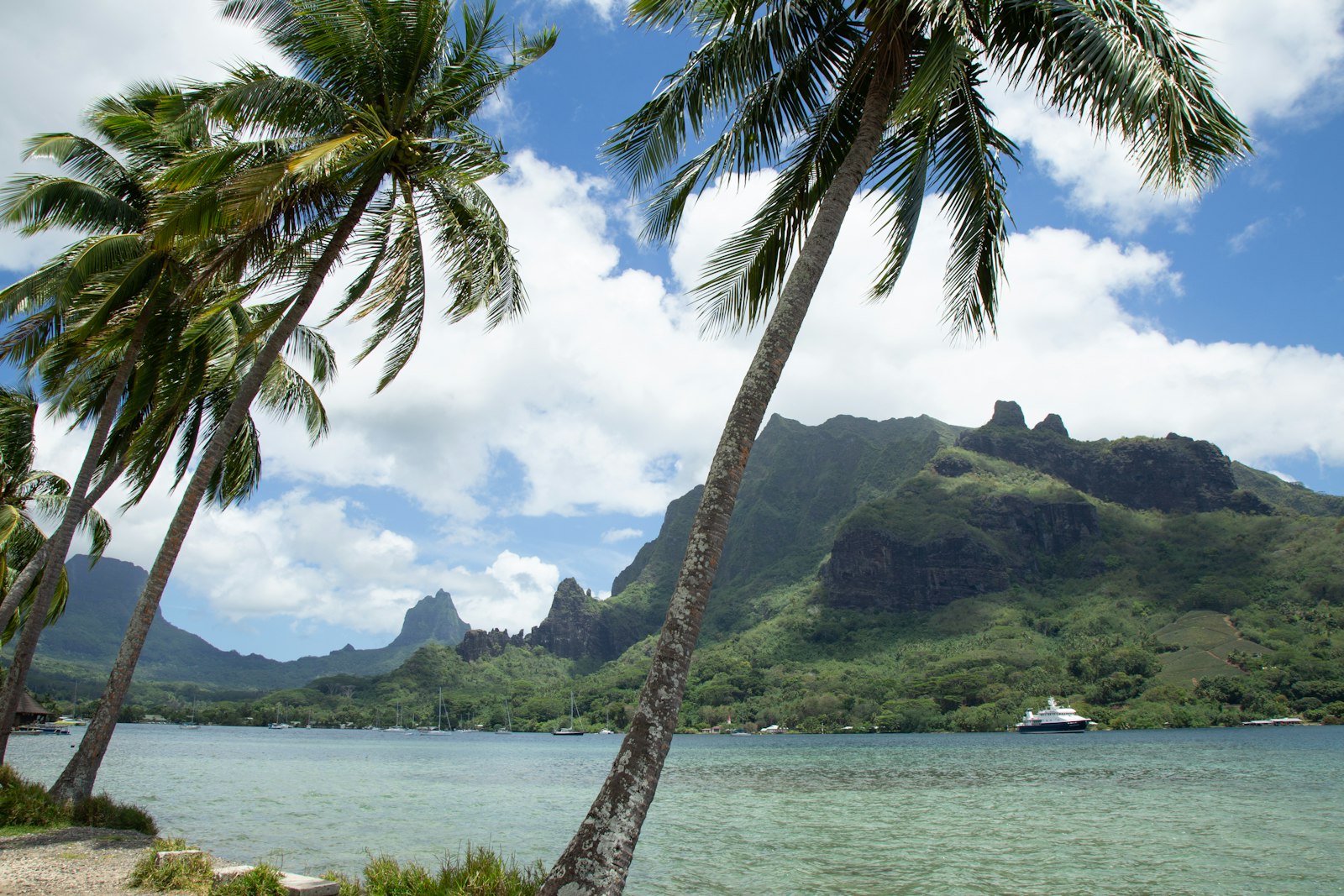 Palm trees framing Moorea's turquoise bay and jagged green volcanic peaks