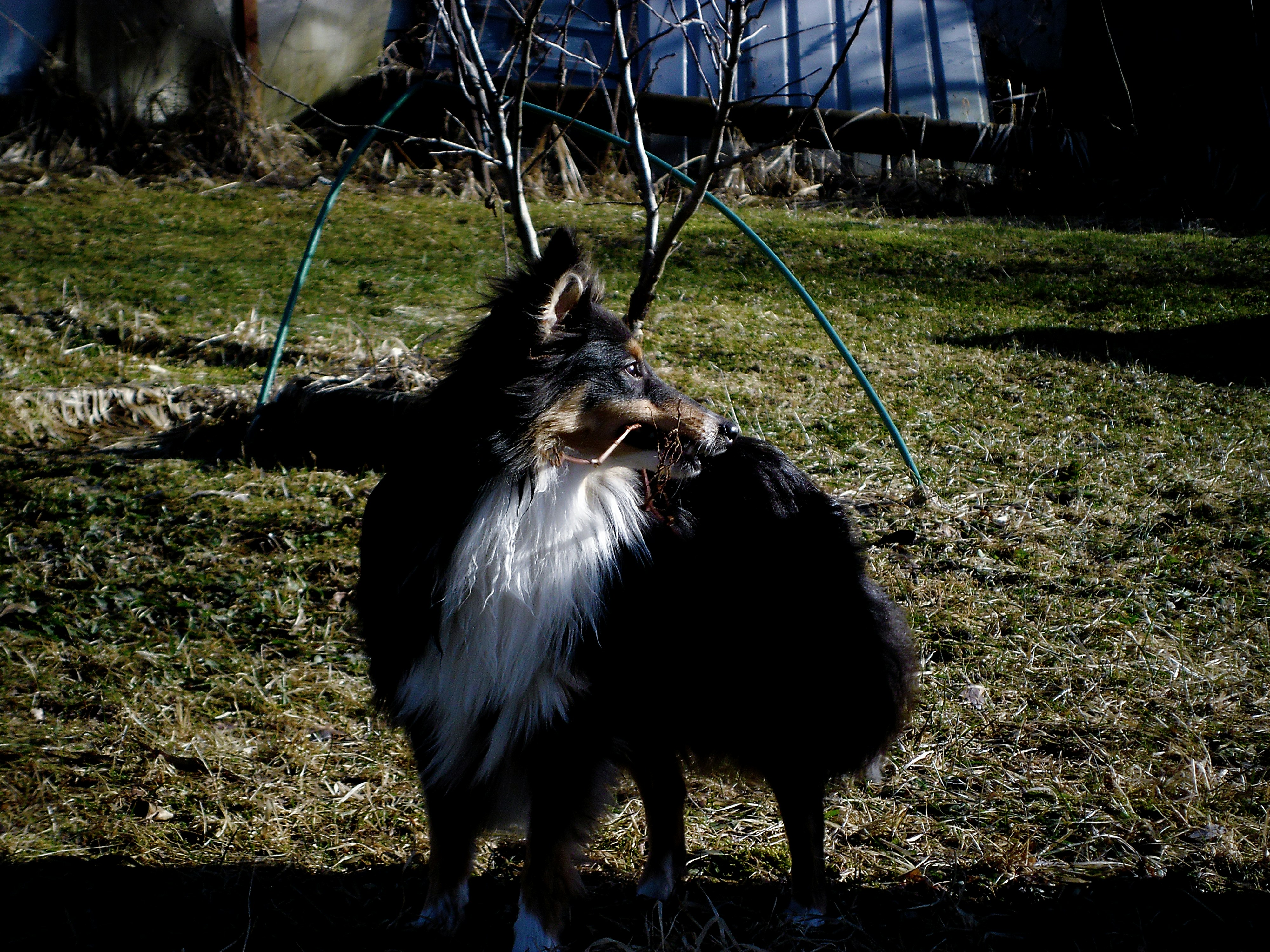 A collie dog stands outside on the grass.